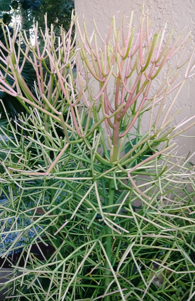 20190217_171624-1 (1)