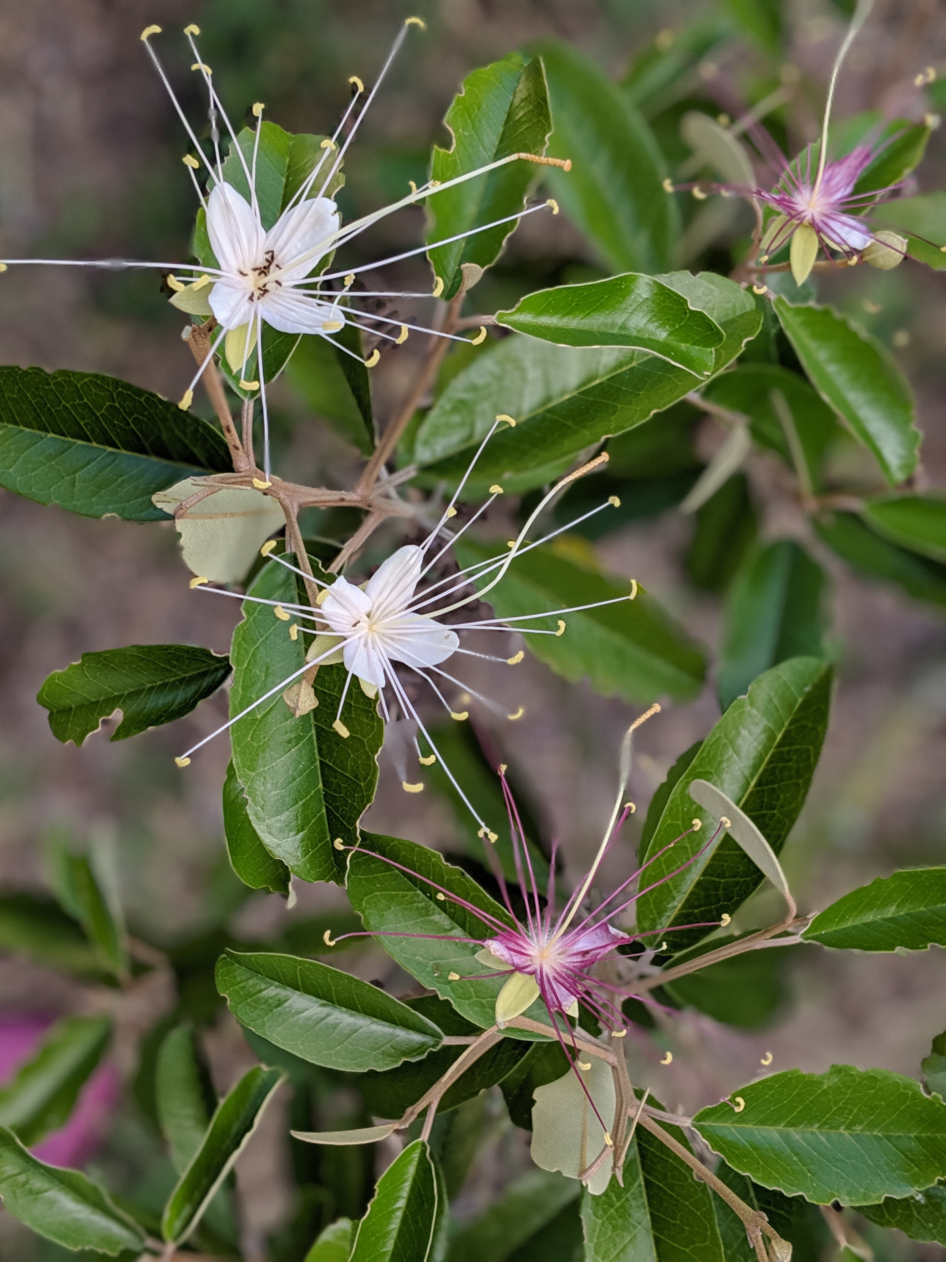 00100lportrait_00100_burst20190523085230238_cover