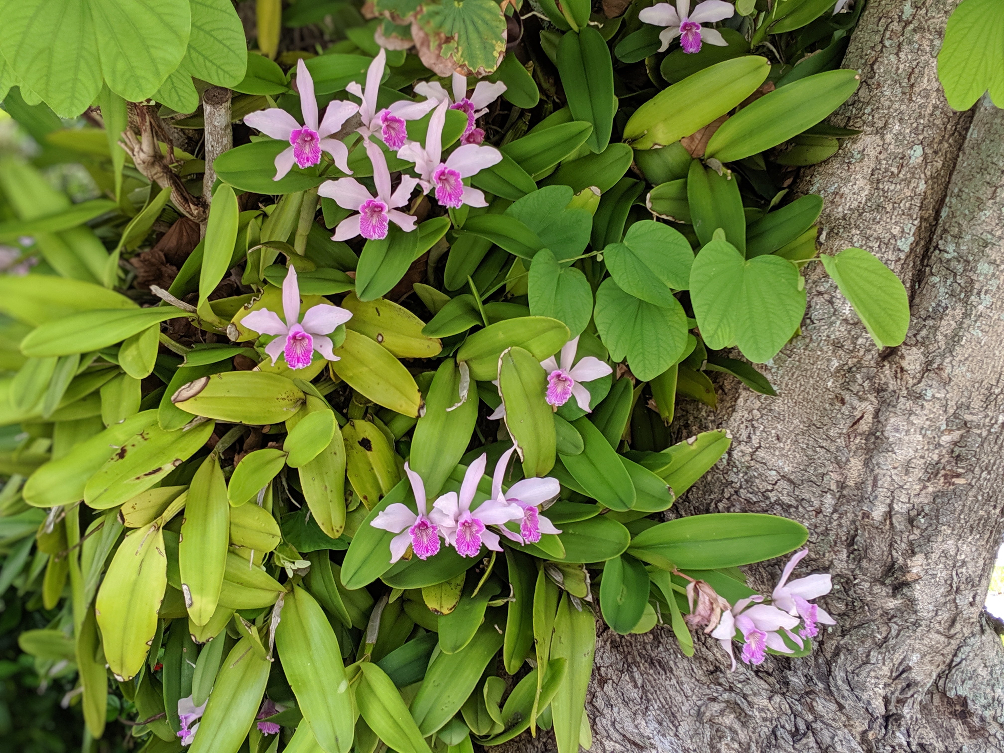 00100lportrait_00100_burst20190710131119708_cover