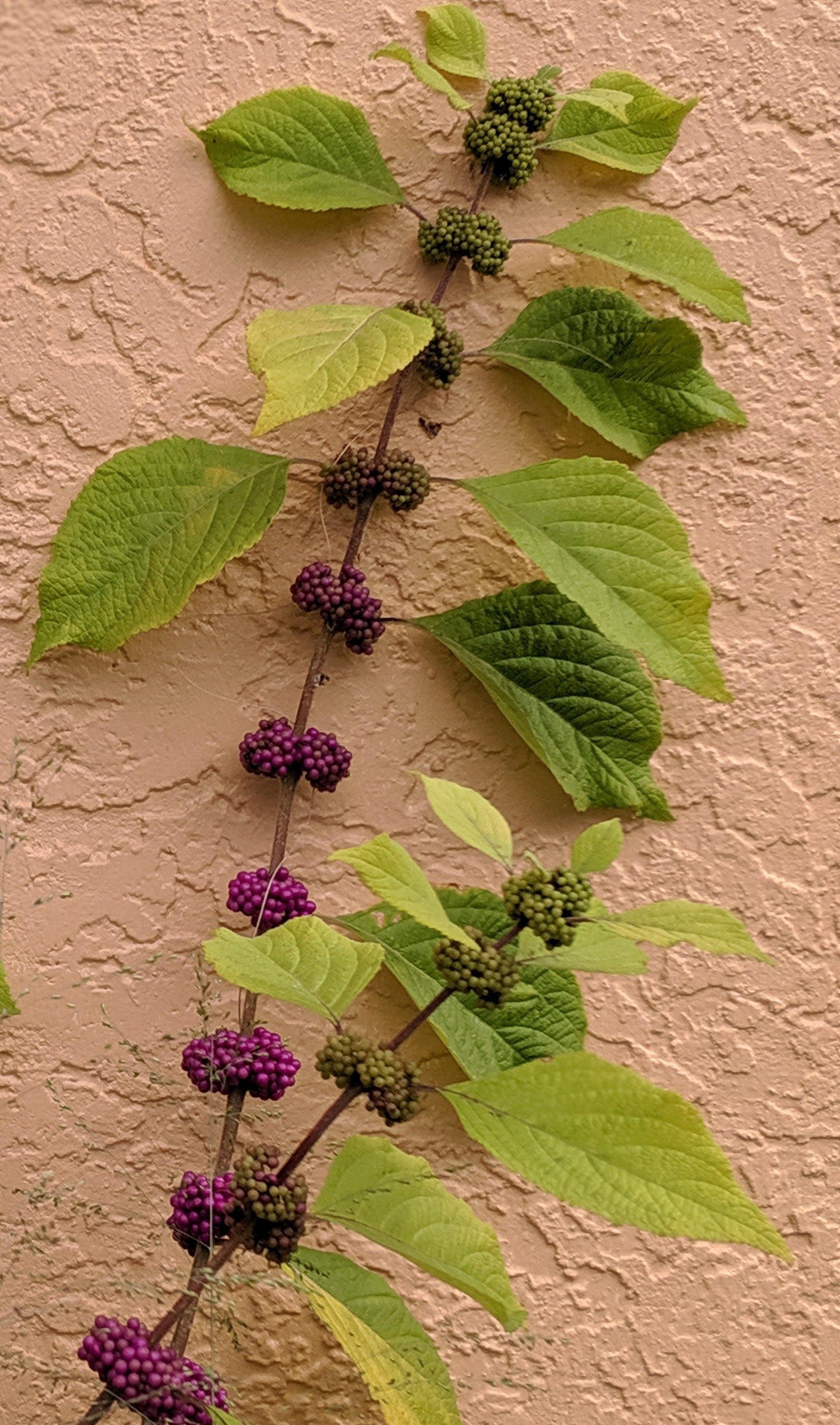 00100lPORTRAIT_00100_BUbeautyberry