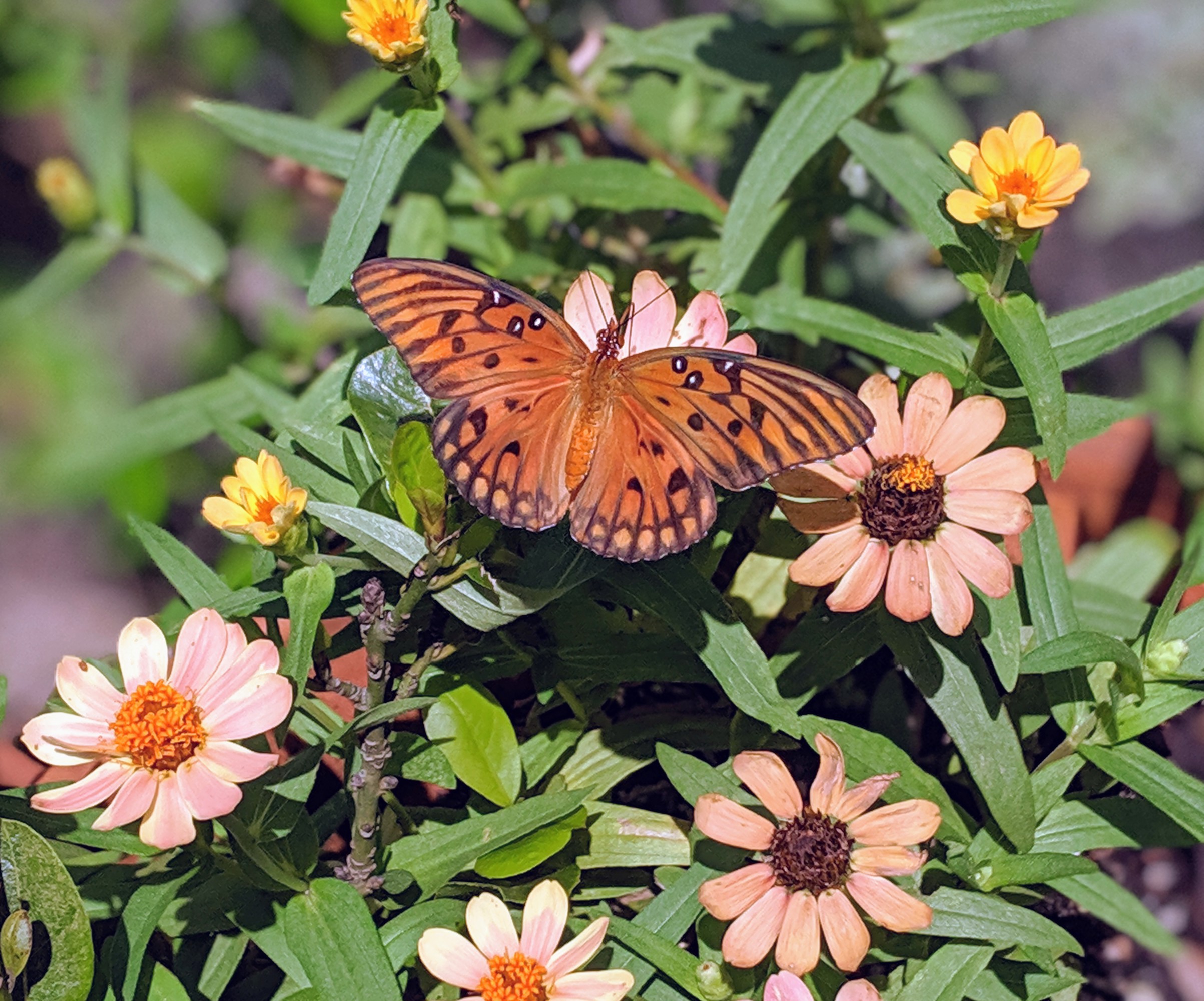 00100lportrait_00100_burst20190831113418283_cover