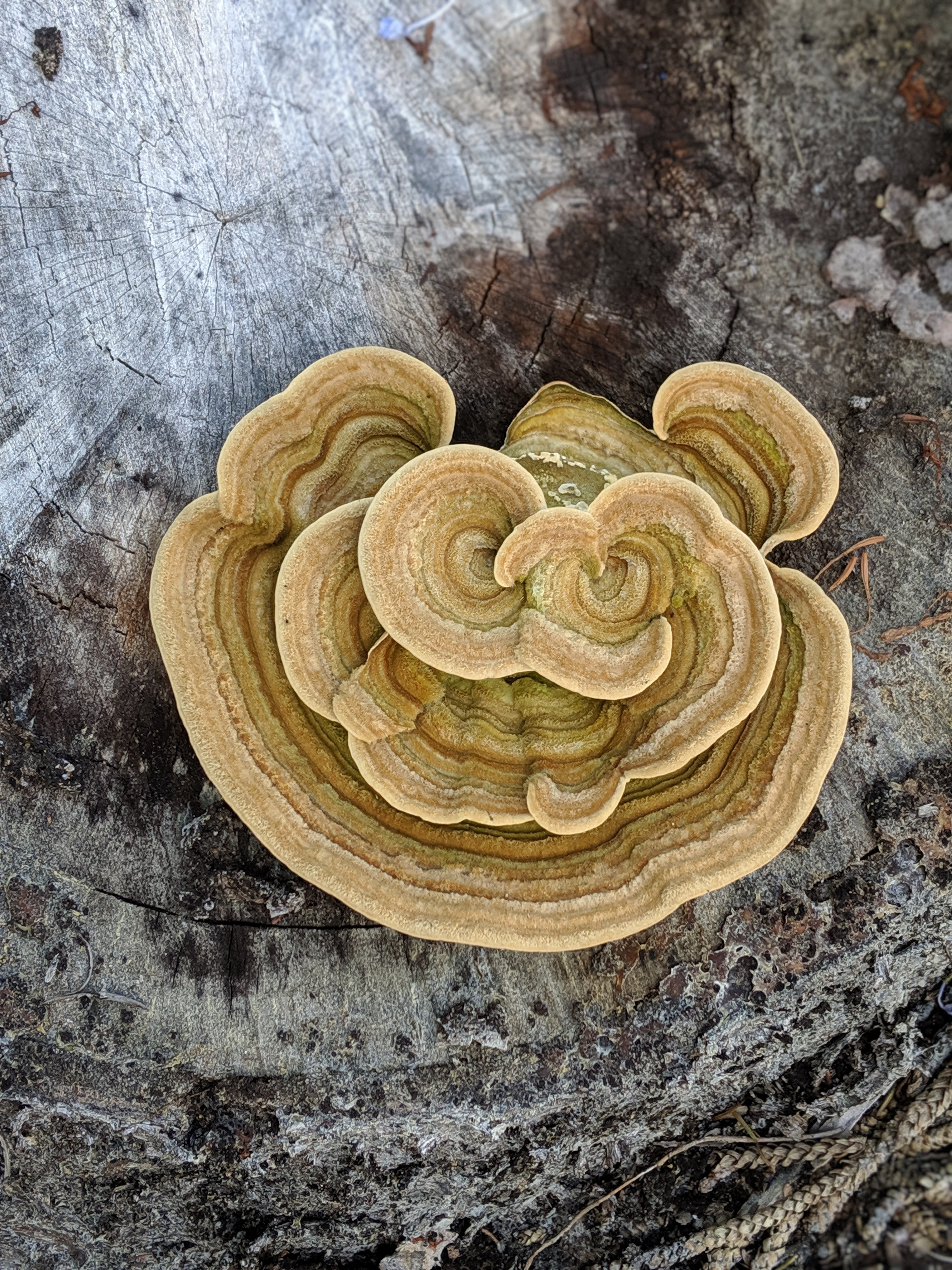 00100lportrait_00100_burst20190831151746485_cover