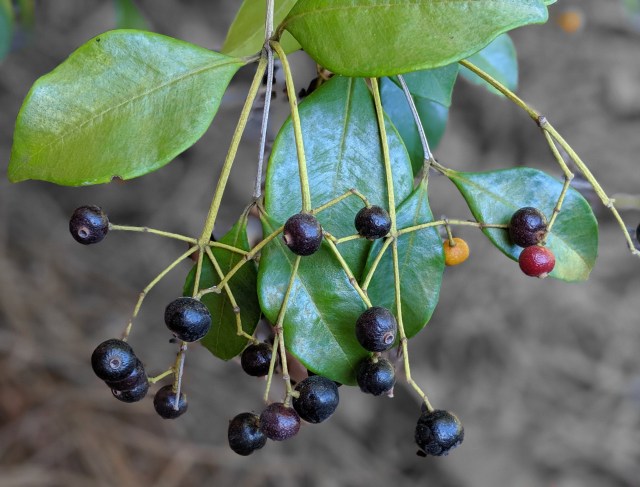 00100lPORTRAIT_00100_BURST20190928095929770_COVER~2