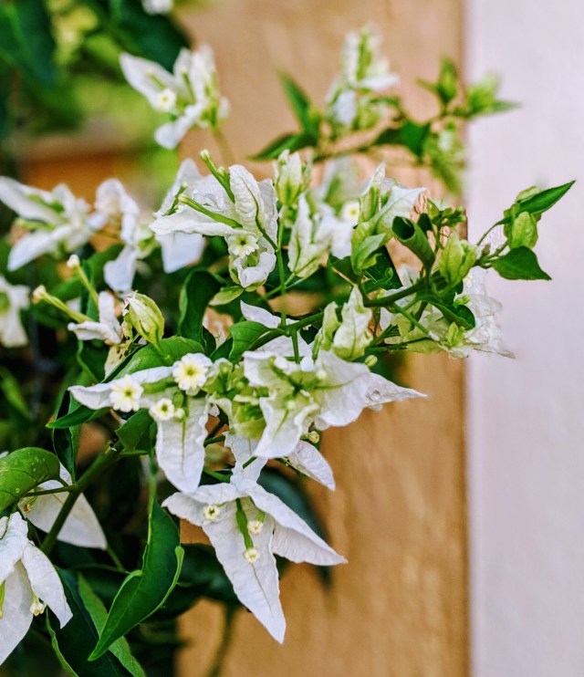 00100lportrait_00100_burst20191005081817503_cover