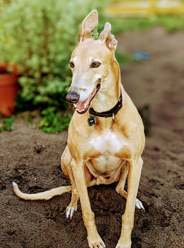 00100lportrait_00100_burst20191005082046725_cover