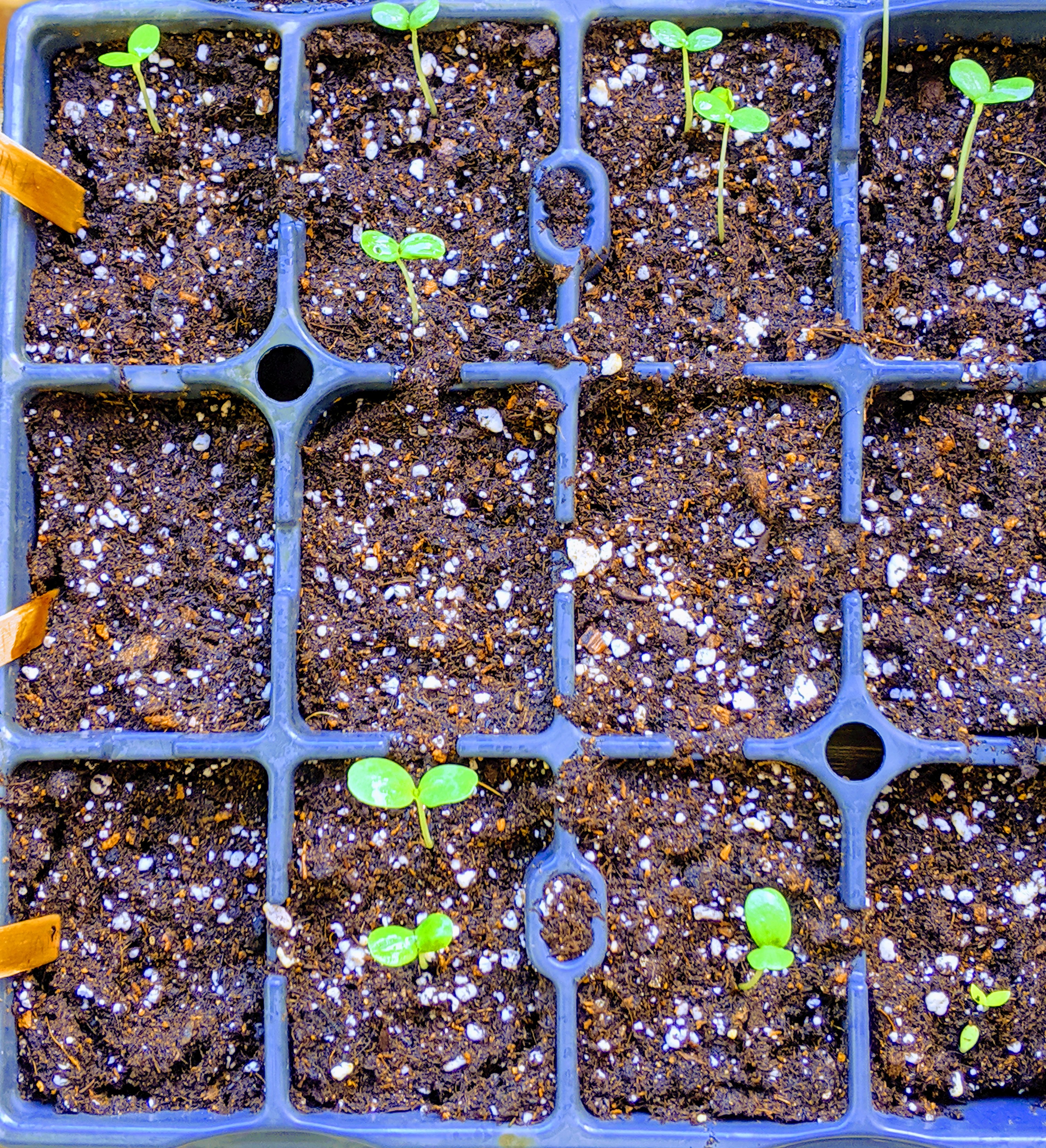 00100lportrait_00100_burst20191010103420339_cover