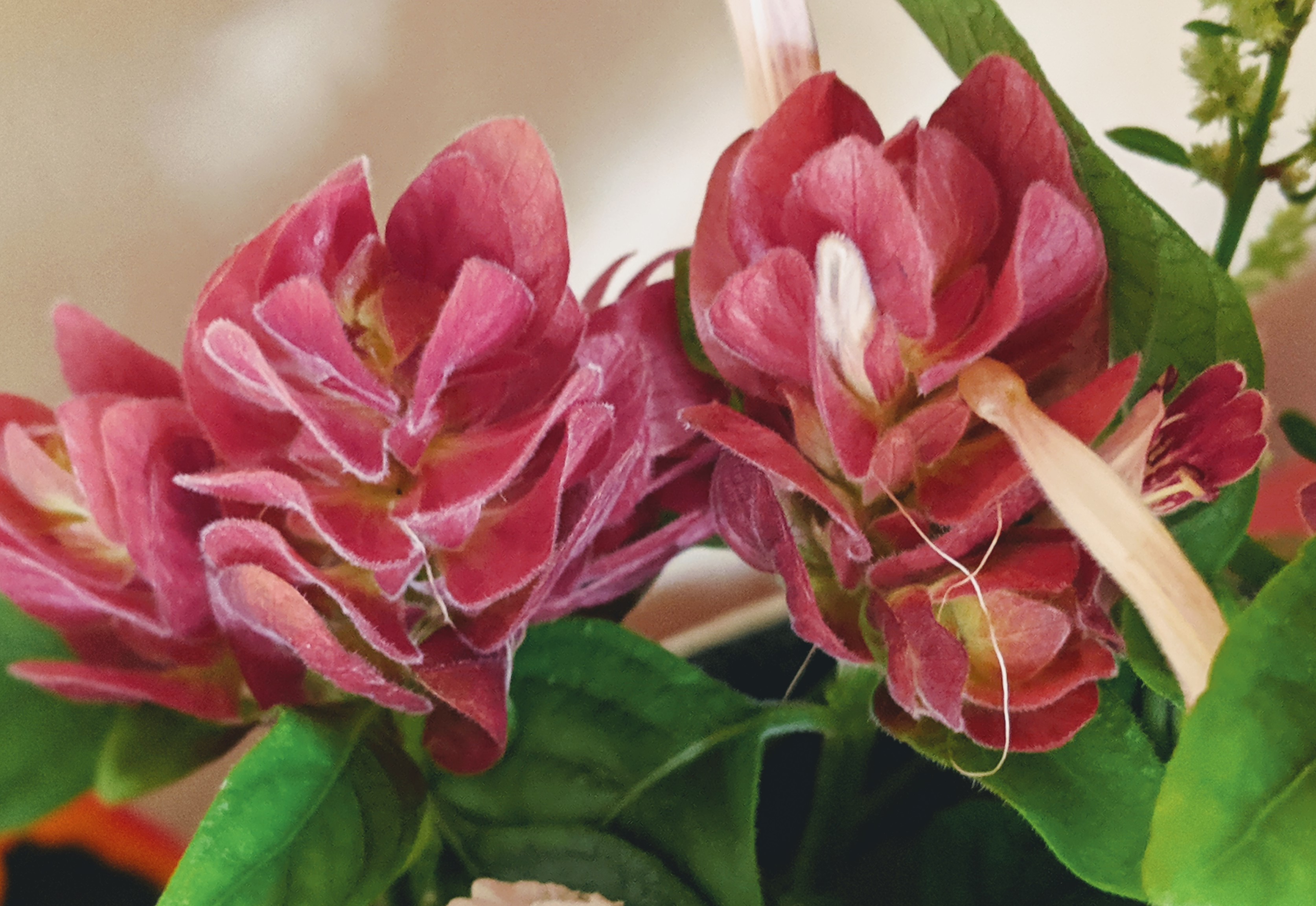 00100lportrait_00100_burst20191013163634634_cover