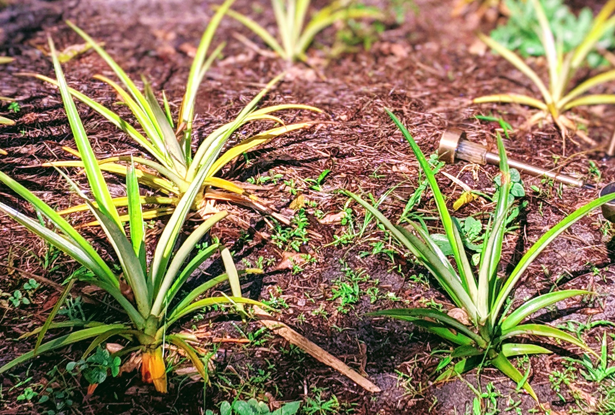 00100lportrait_00100_burst20191025102234585_cover-1