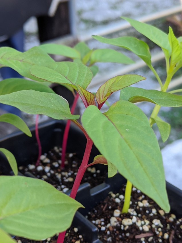 00000portrait_00000_burst20191116083056458