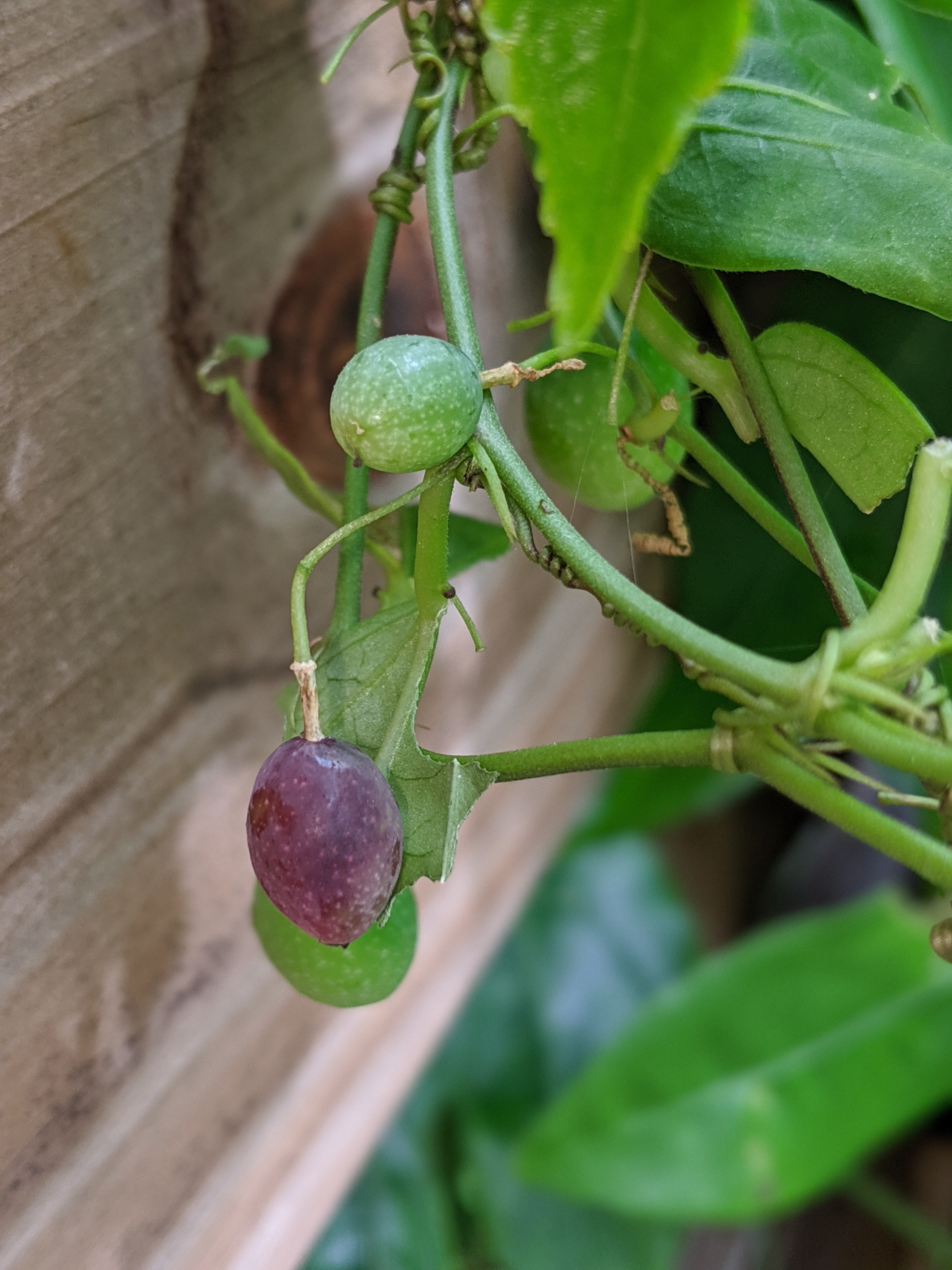 00100lportrait_00100_burst20191102153241243_cover