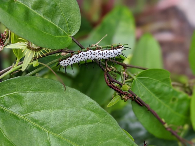 00100lrportrait_00100_burst20191114093110858_cover