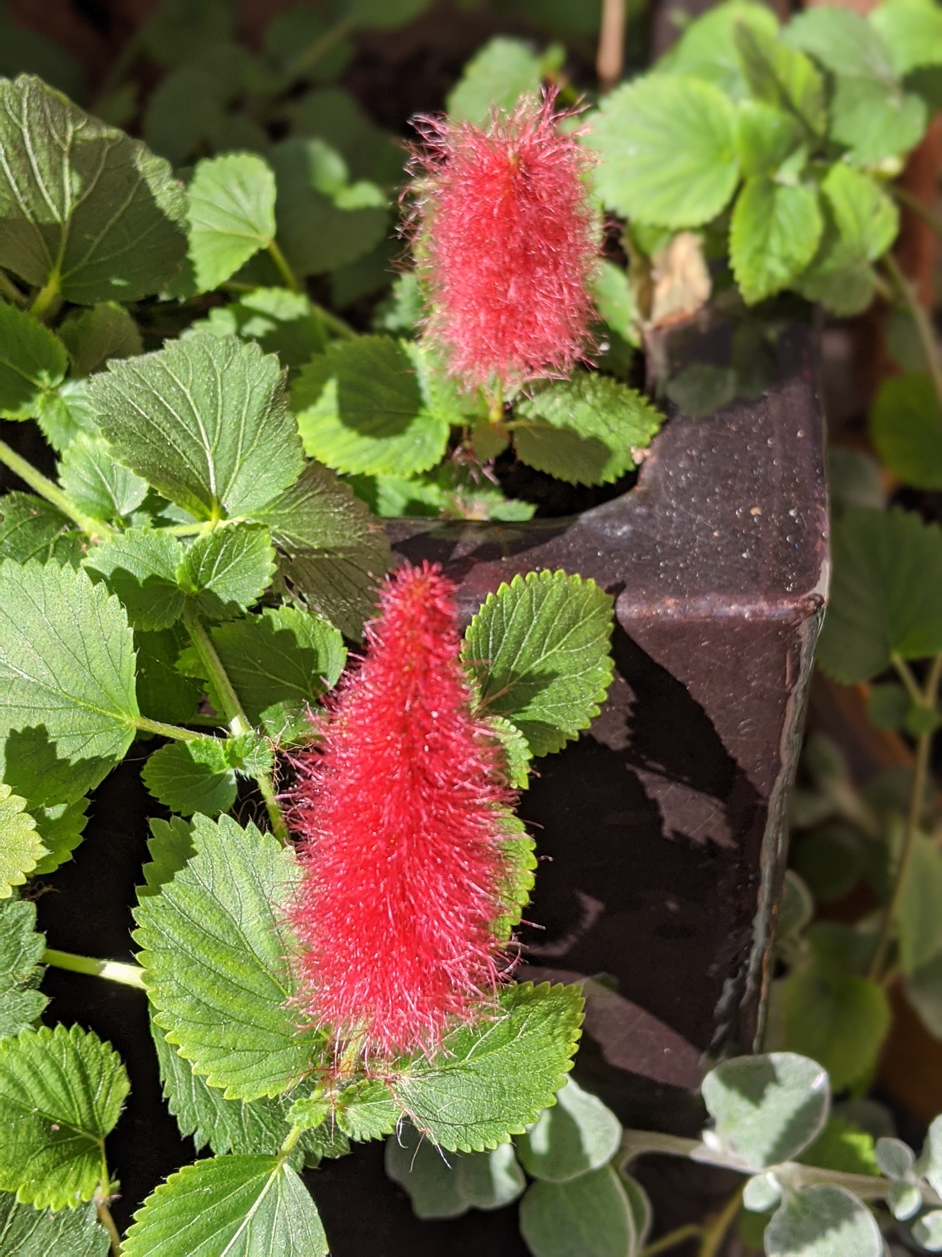 00100lrportrait_00100_burst20191122144030357_cover