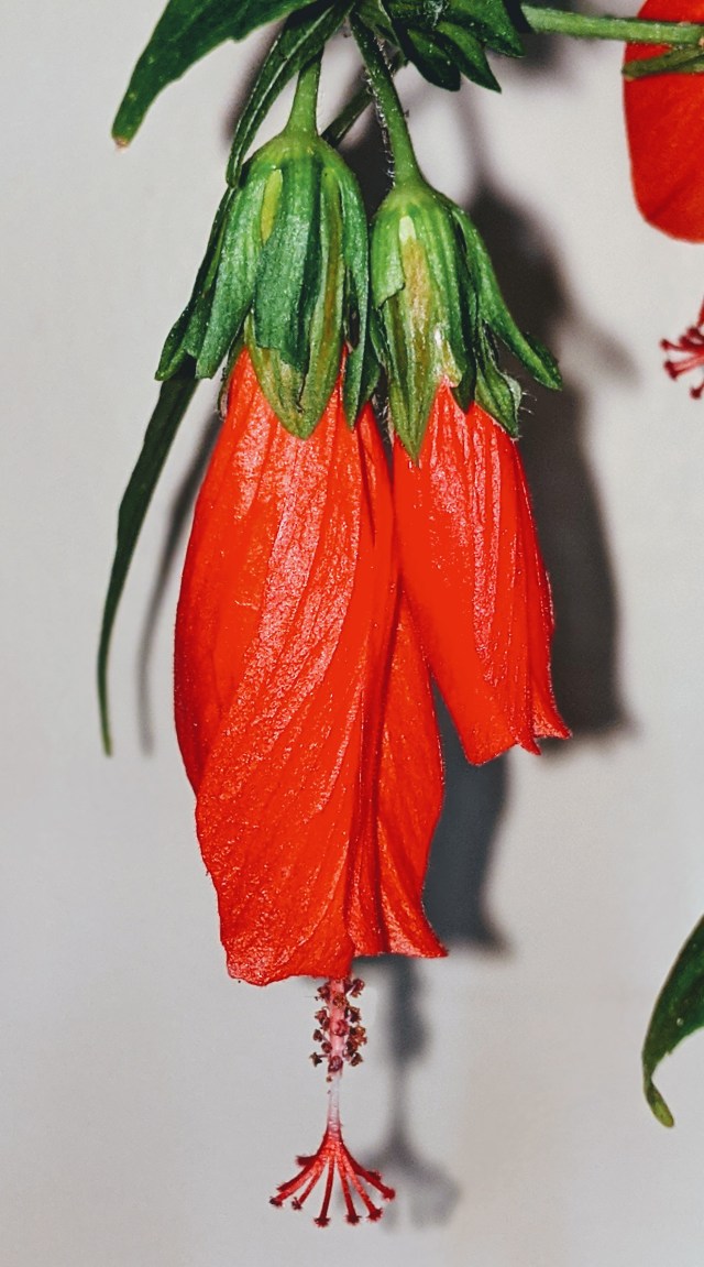 00100lrportrait_00100_burst20191201153744562_cover