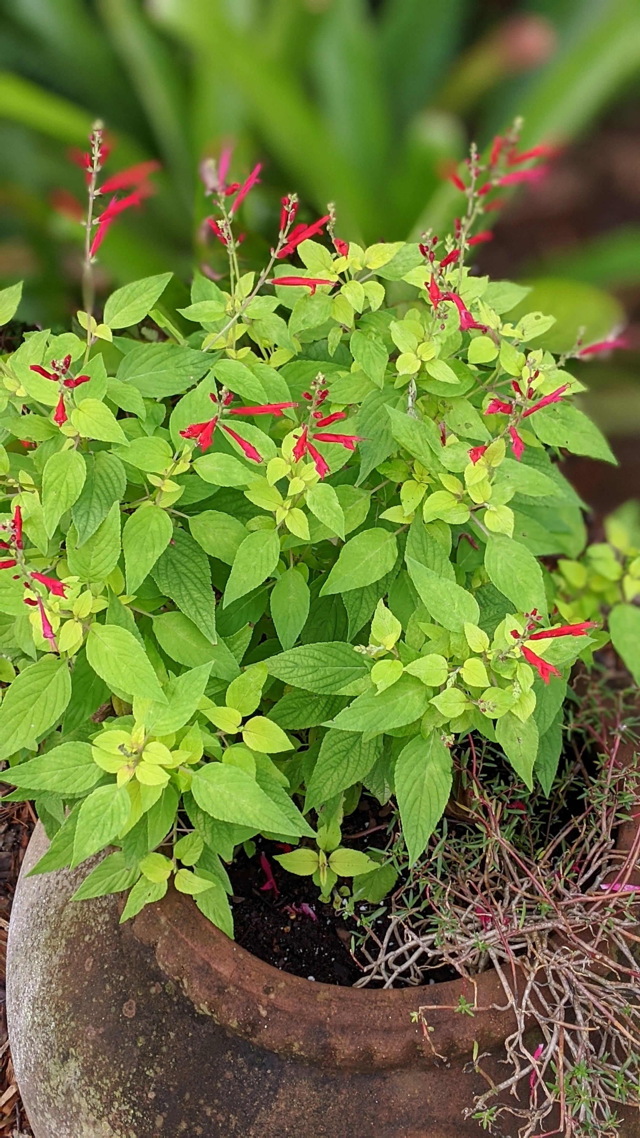 00100lrportrait_00100_burst20191213095343329_cover