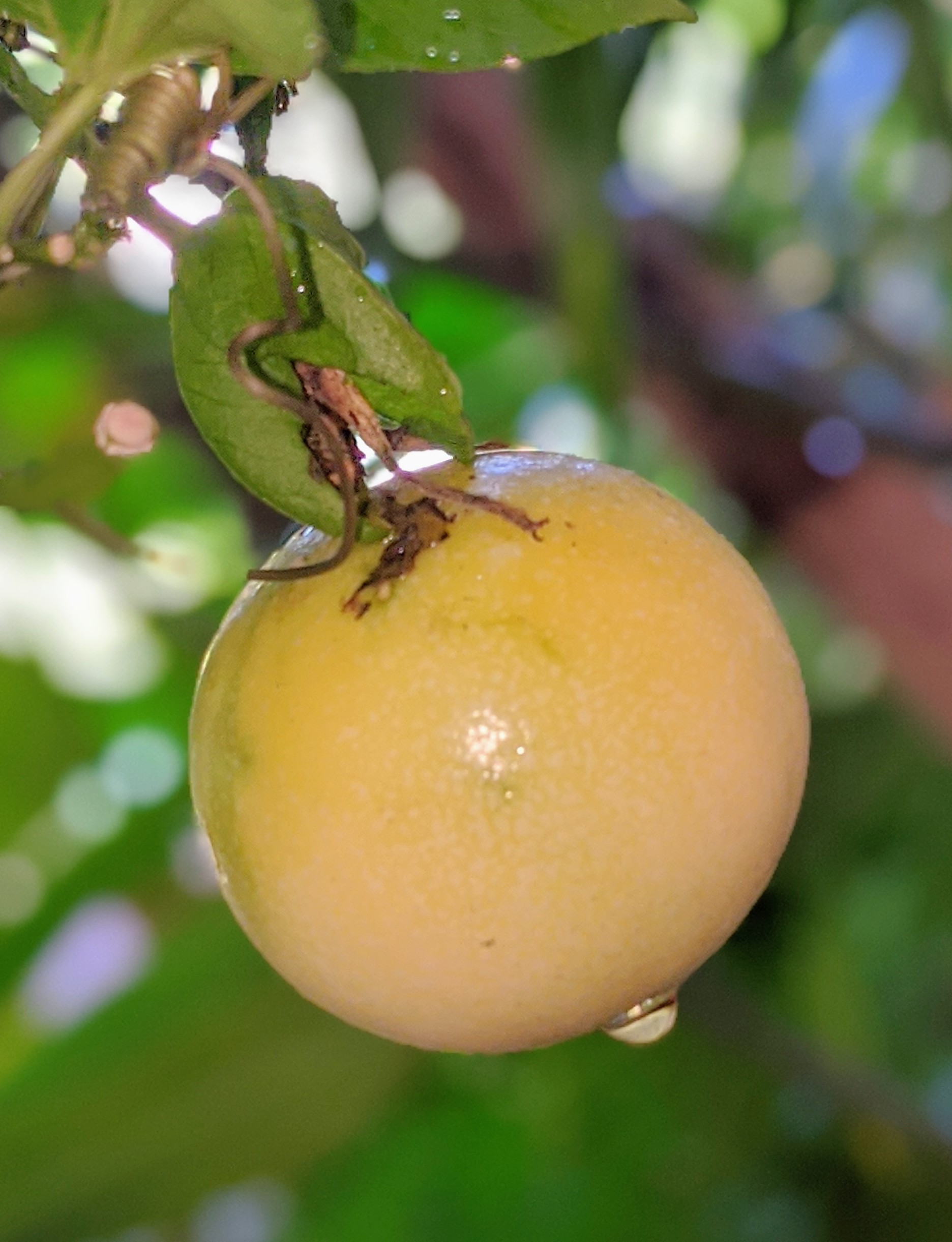 00100lrportrait_00100_burst20200111101050340_cover