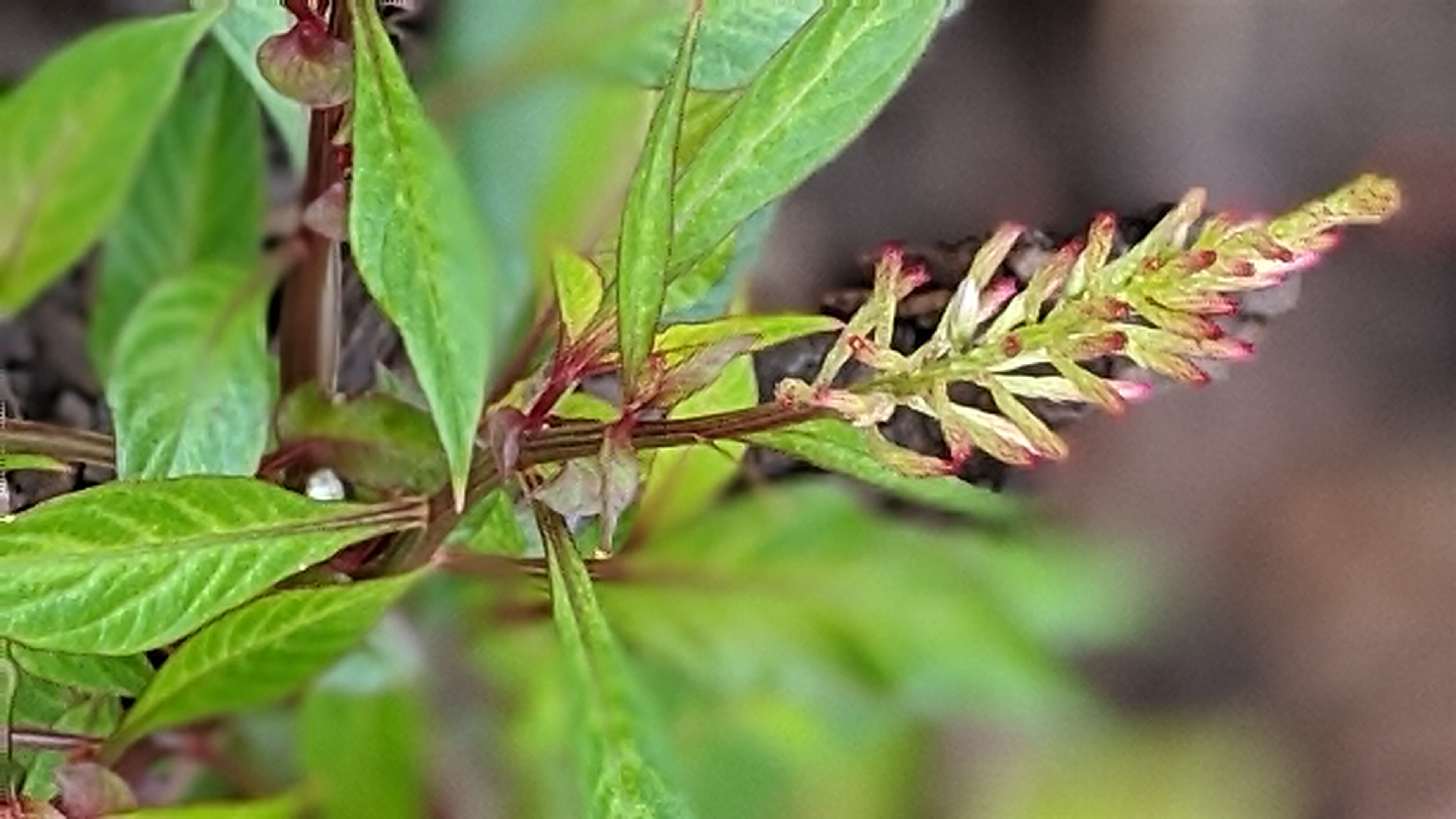 00100lrportrait_00100_burst20200124160828649_cover