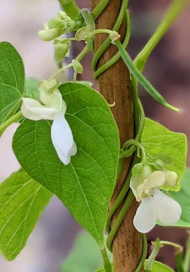 00100lrportrait_00100_burst20200131153528481_cover