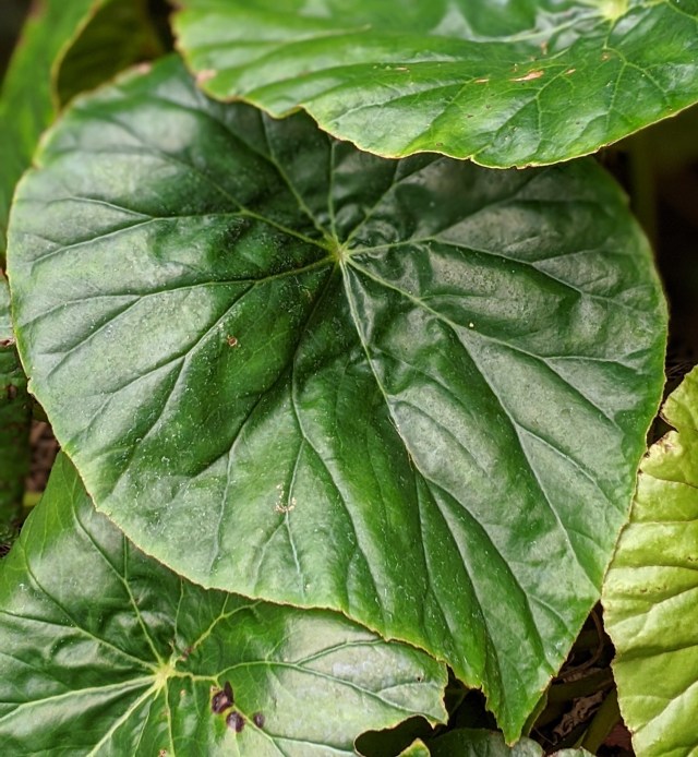 00100lrportrait_00100_burst20200131154444050_cover