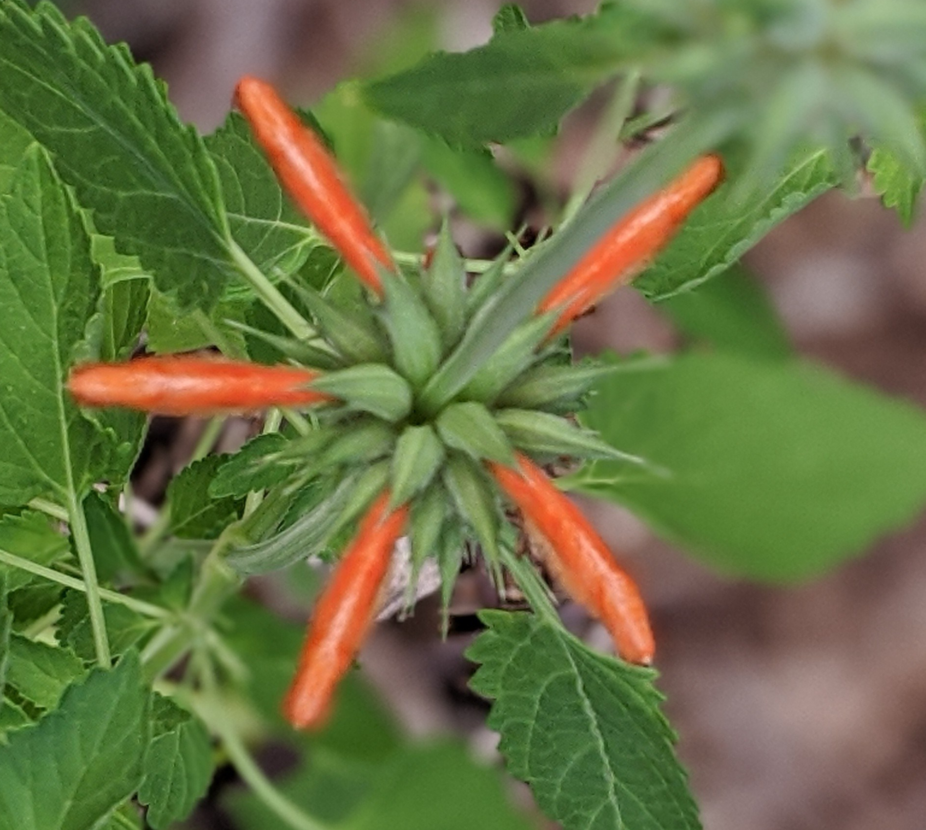 00100lrportrait_00100_burst20200215100504770_cover