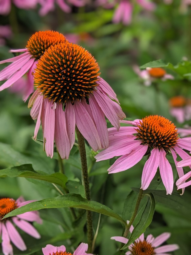 00100lportrait_00100_burst20190609191252122_cover