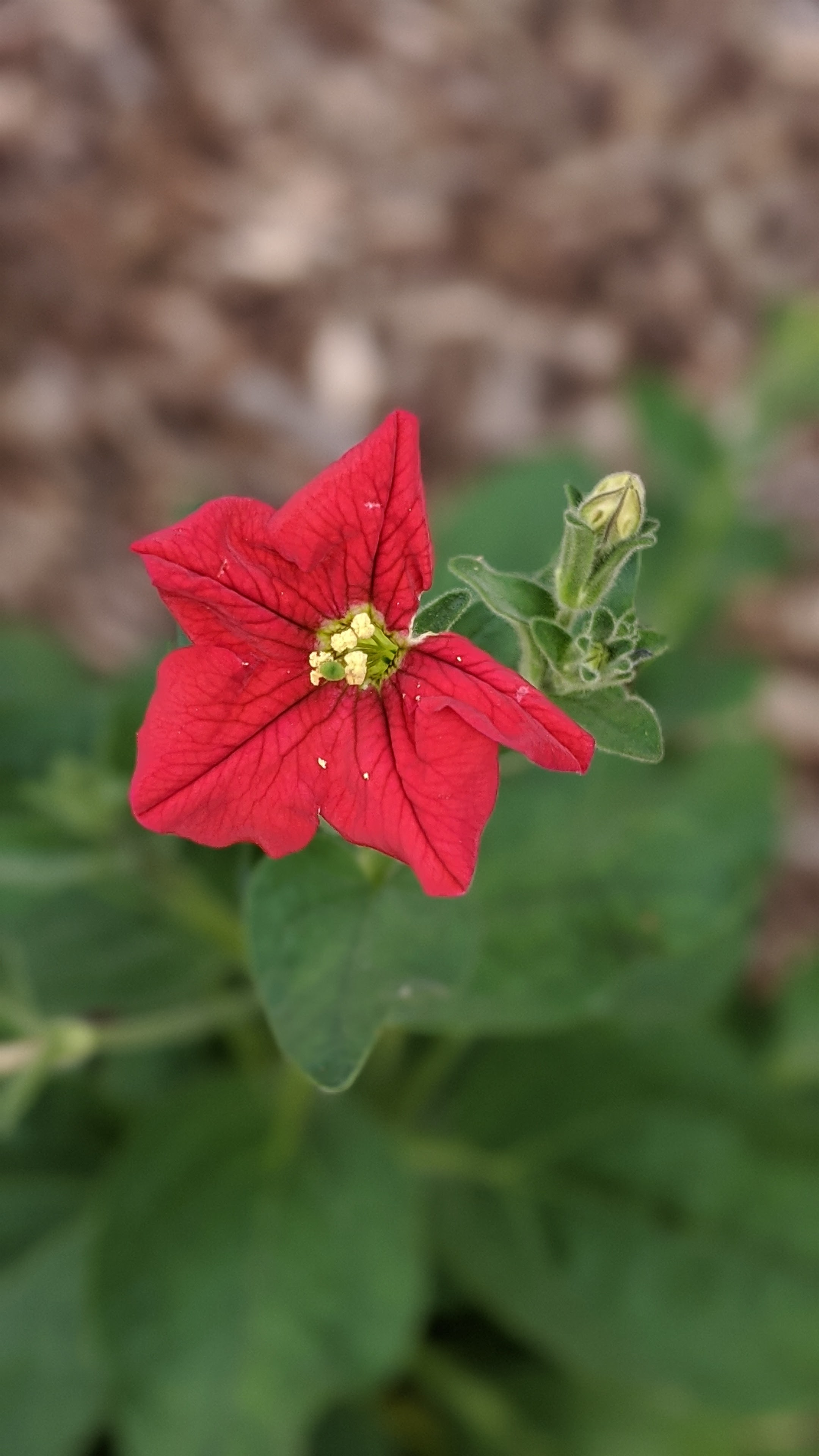 00100lrportrait_00100_burst20200306151554916_cover