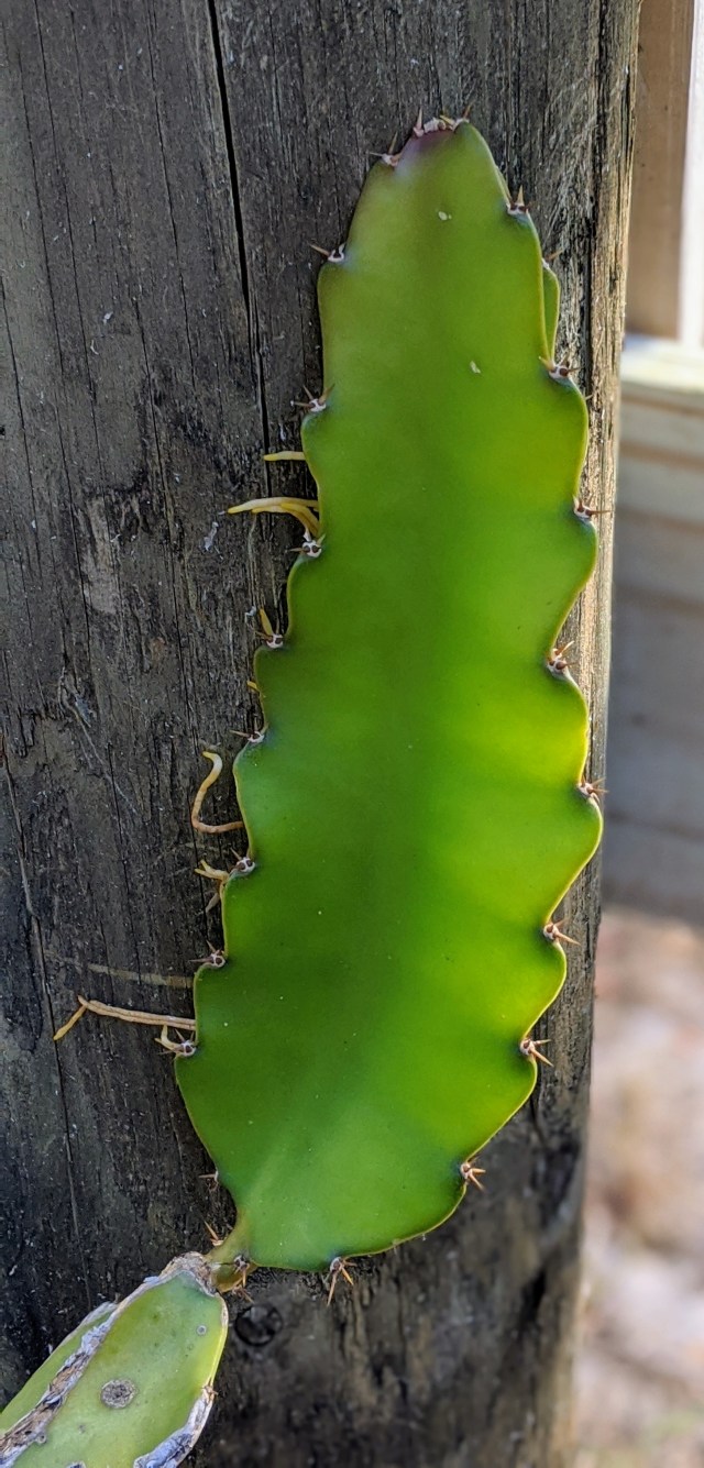 00100lrportrait_00100_burst20200314100739106_cover