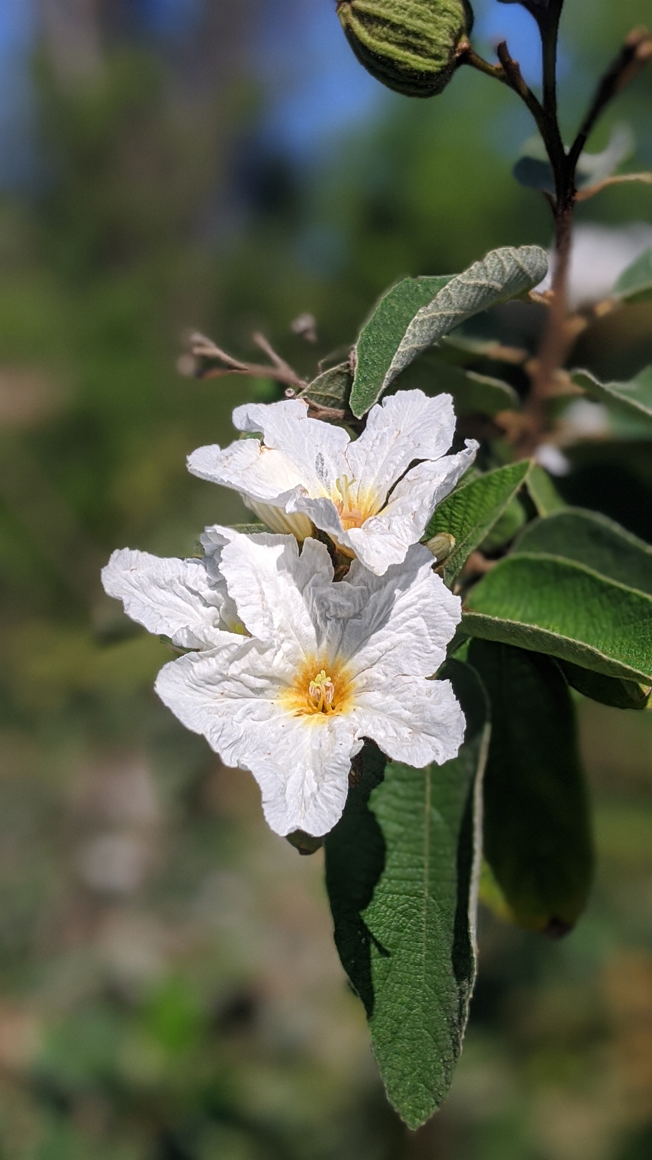 00100lrportrait_00100_burst20200404093638325_cover