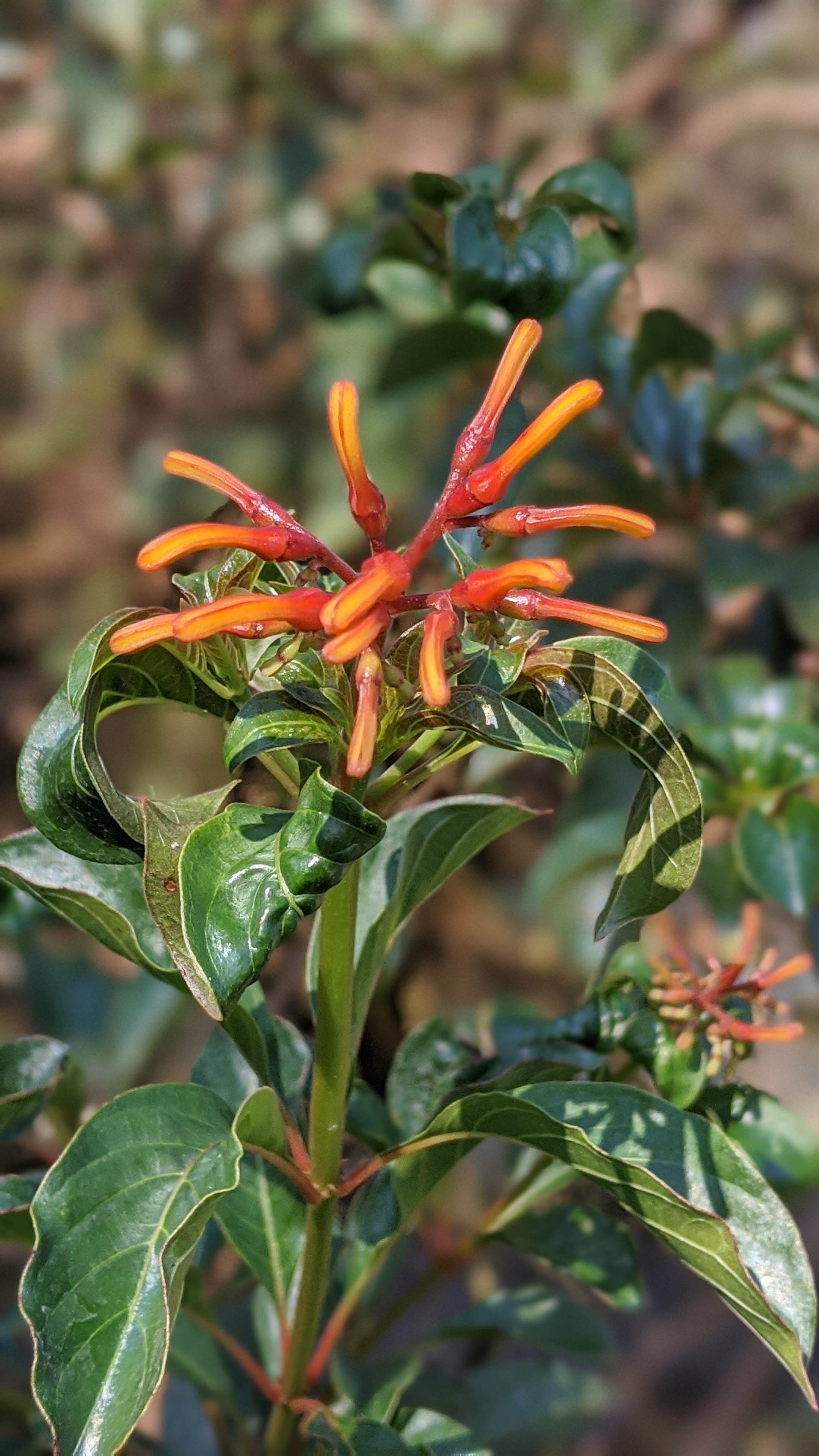 00100lrportrait_00100_burst20200404093708762_cover