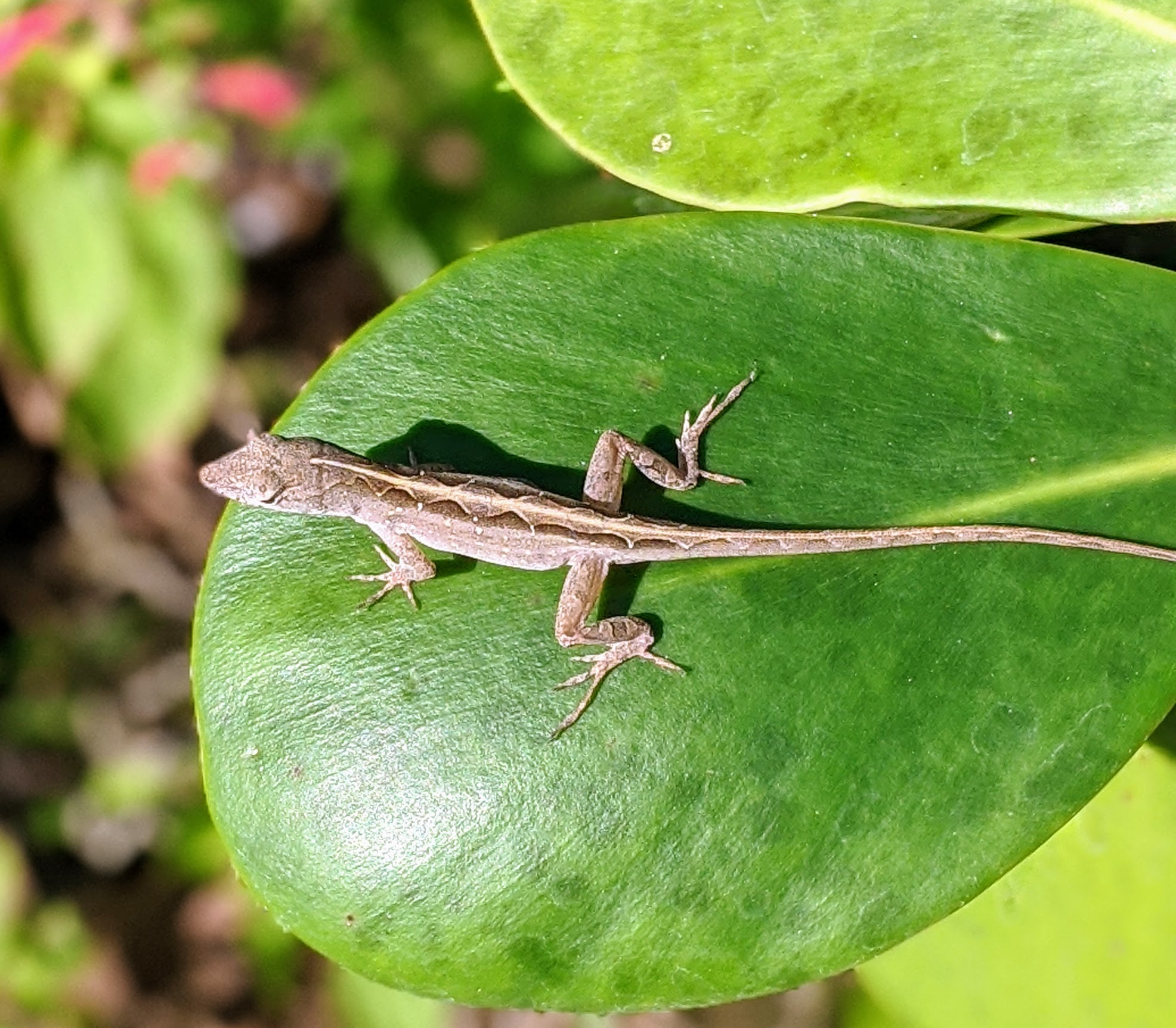 00100lrportrait_00100_burst20200404100911252_cover