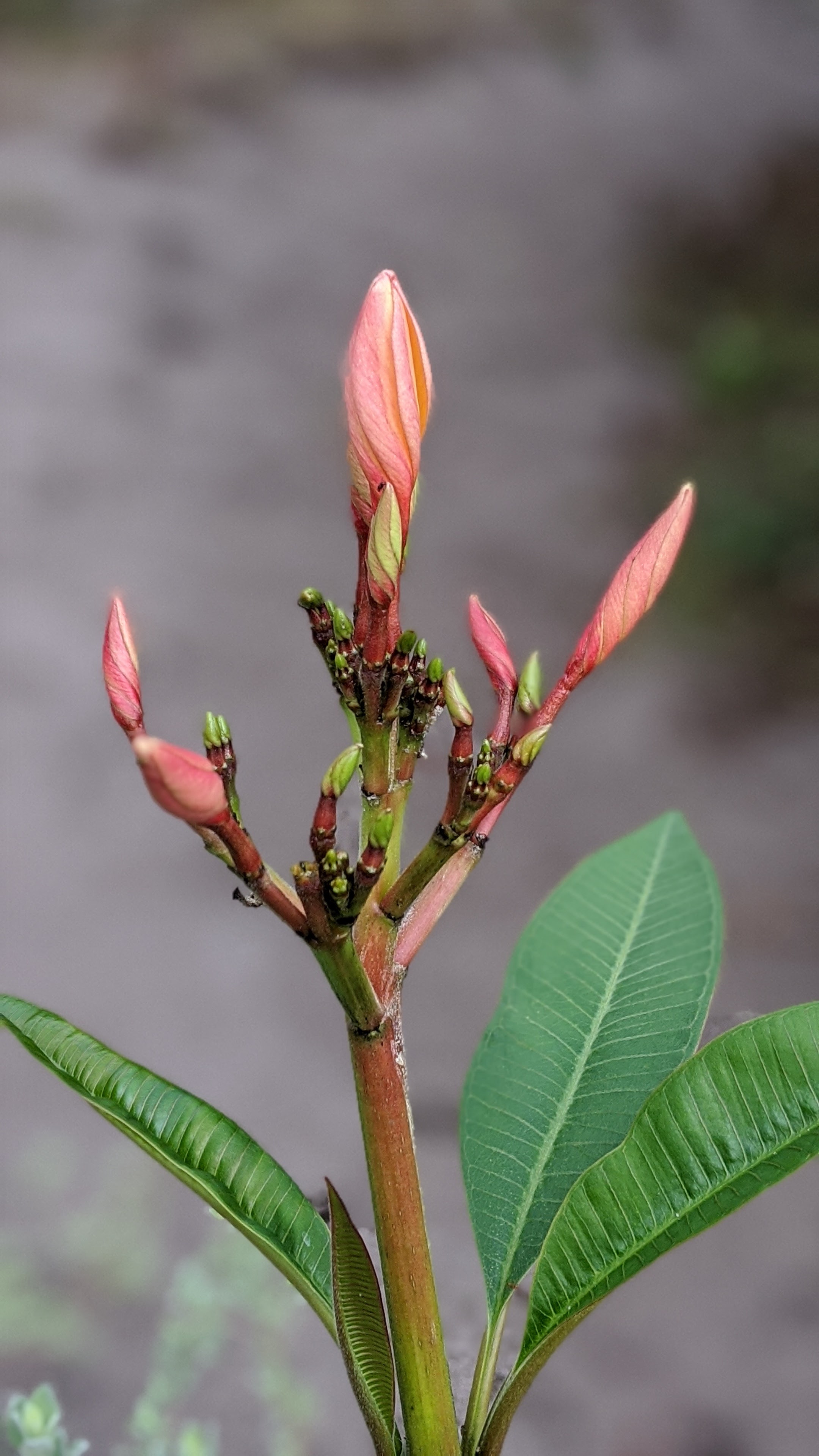 00100lrportrait_00100_burst20200411092140635_cover