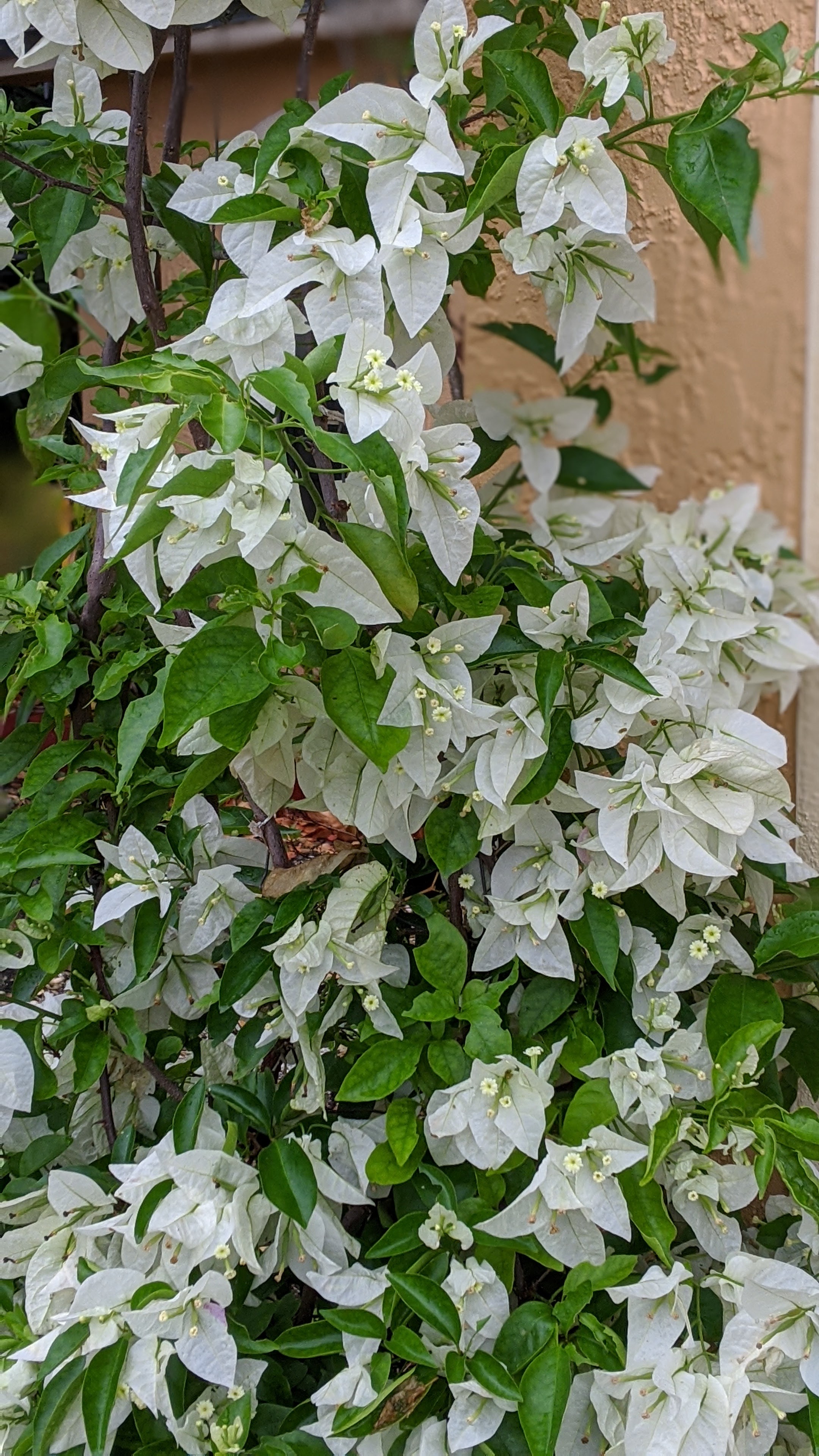 00100lrportrait_00100_burst20200425091647781_cover