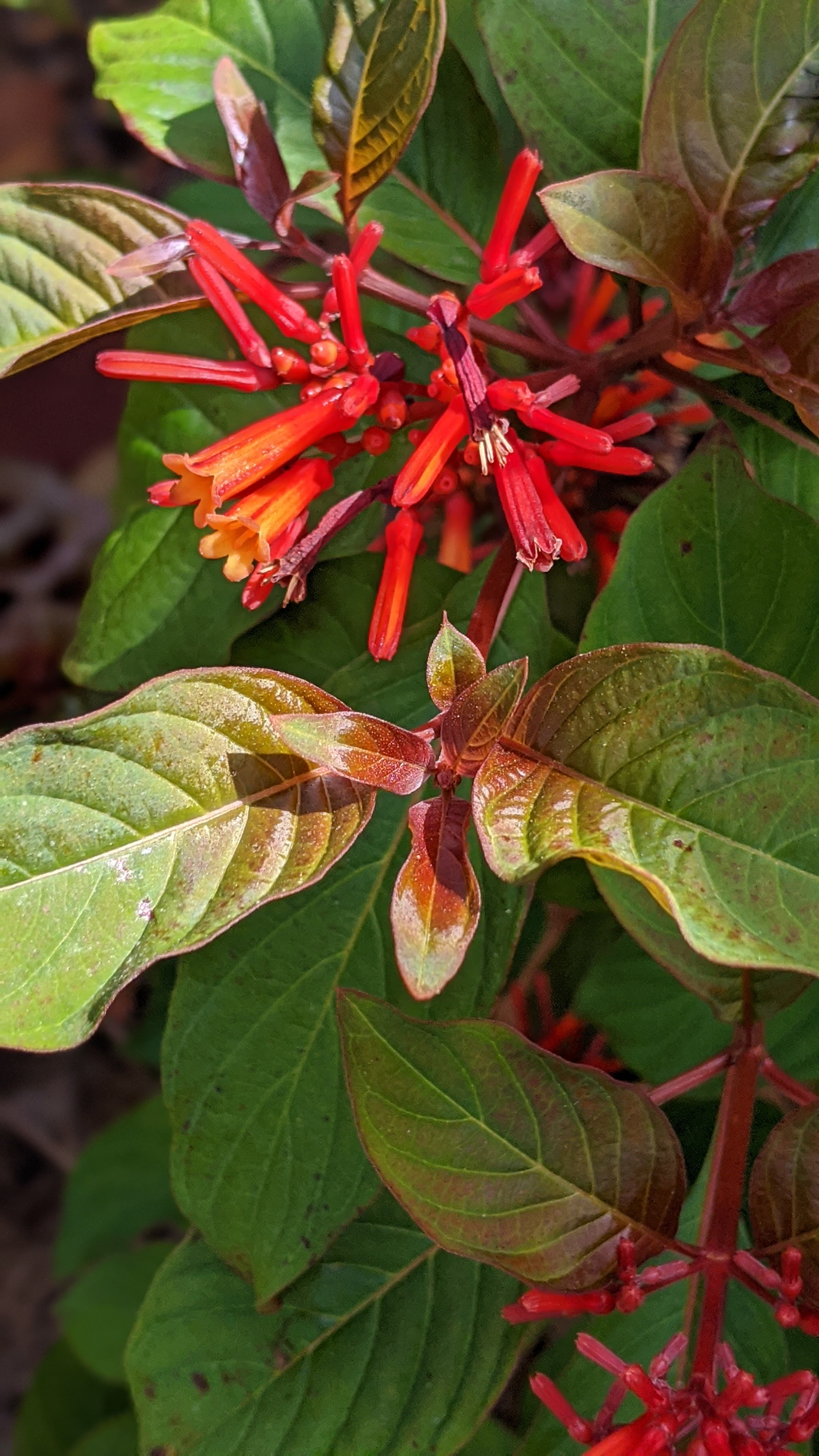 00100lrportrait_00100_burst20200509095614507_cover