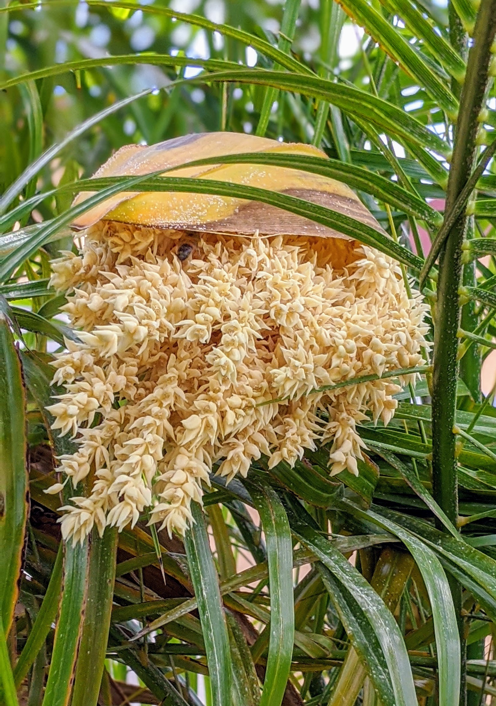 00100lrportrait_00100_burst20200509095834998_cover