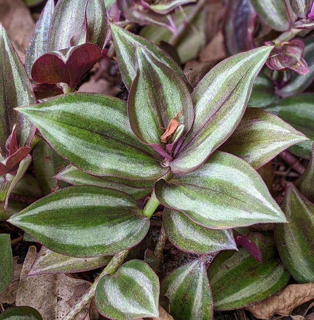 00100lrportrait_00100_burst20200523093332245_cover