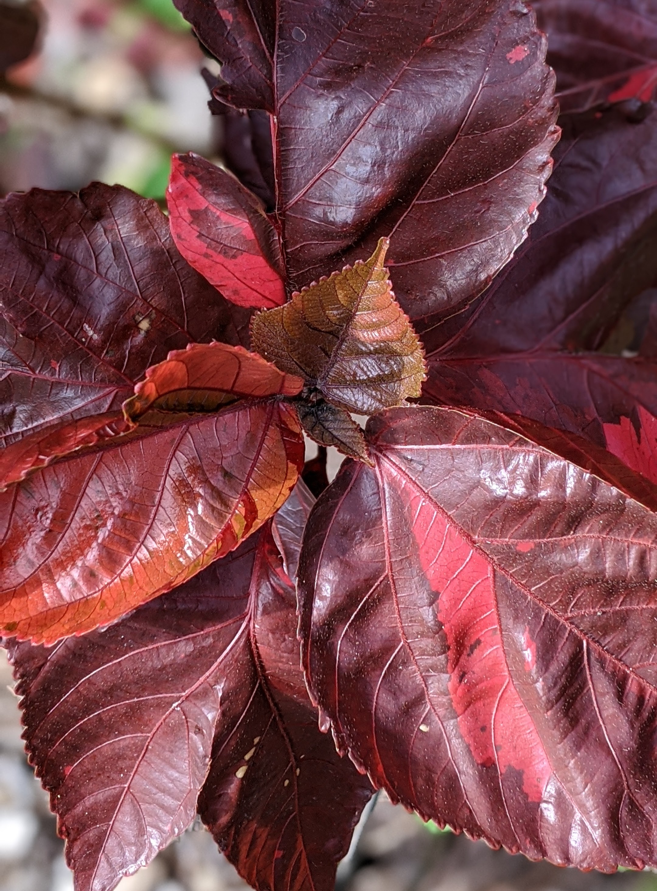 00100lrportrait_00100_burst20200523093420422_cover