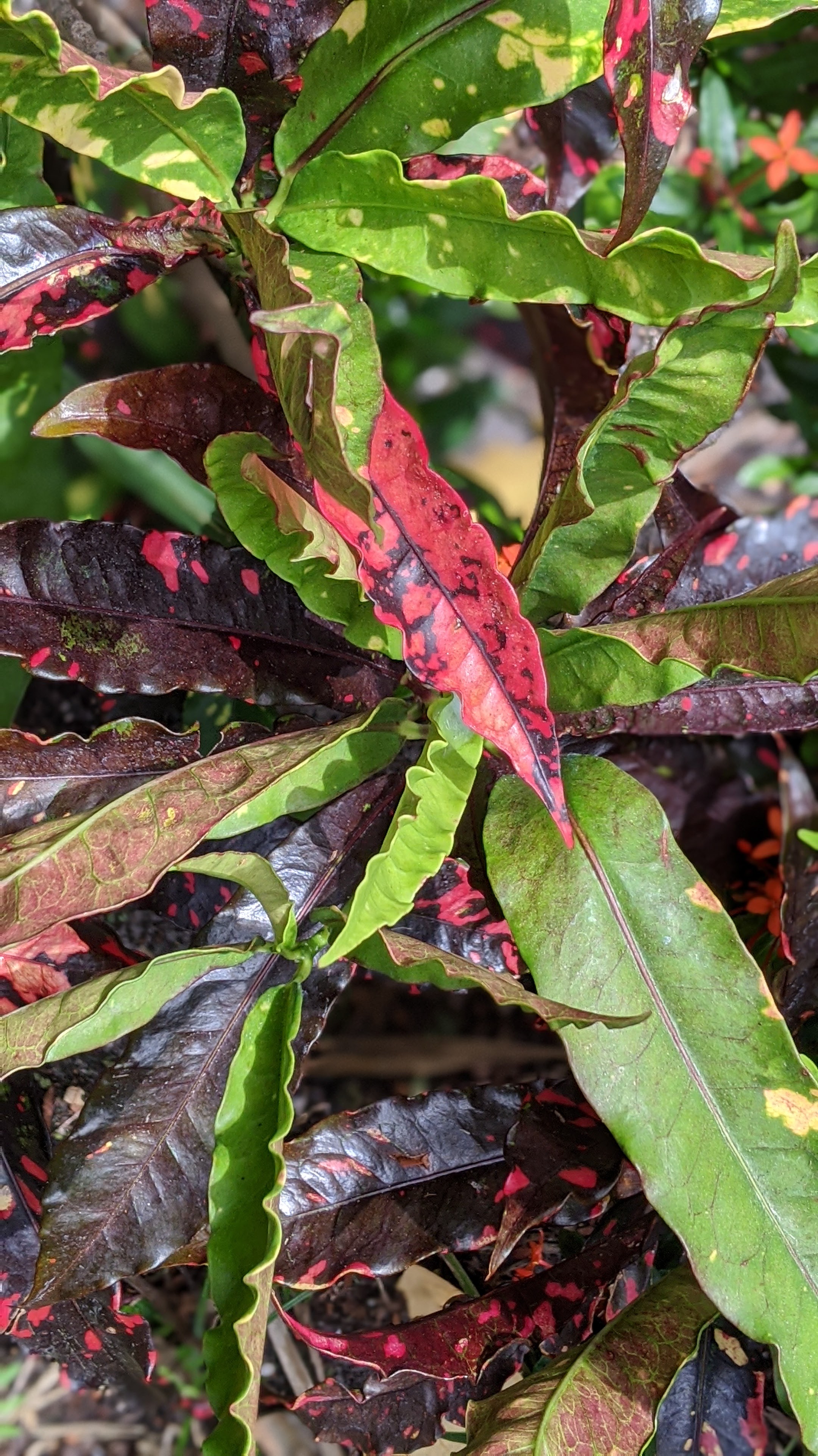 00100lrportrait_00100_burst20200523094200216_cover