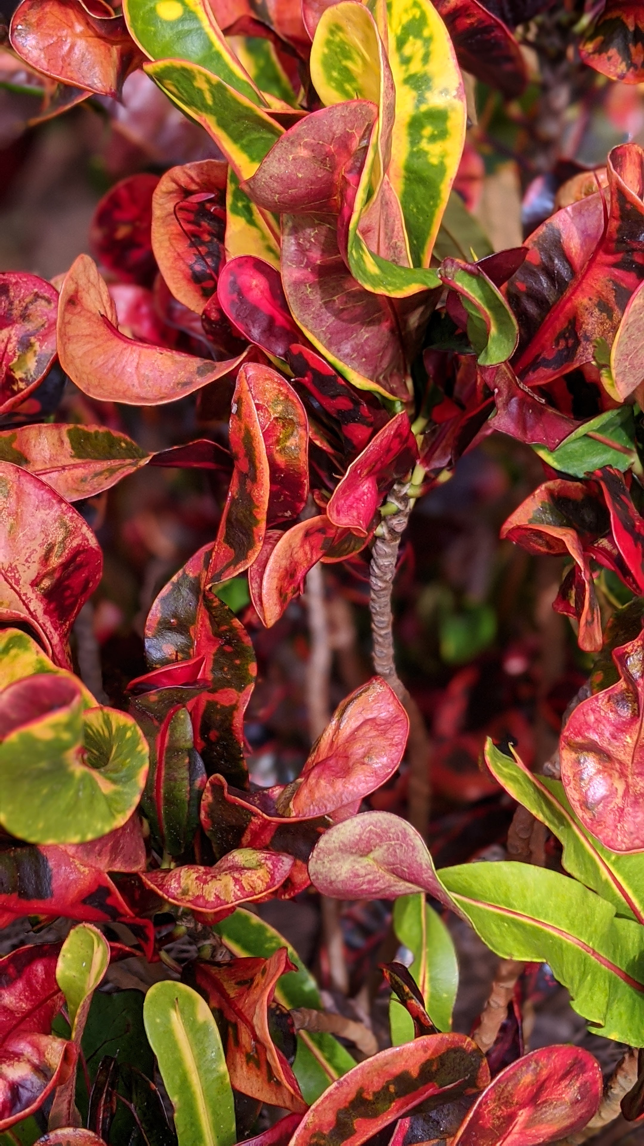 00100lrportrait_00100_burst20200523094253016_cover