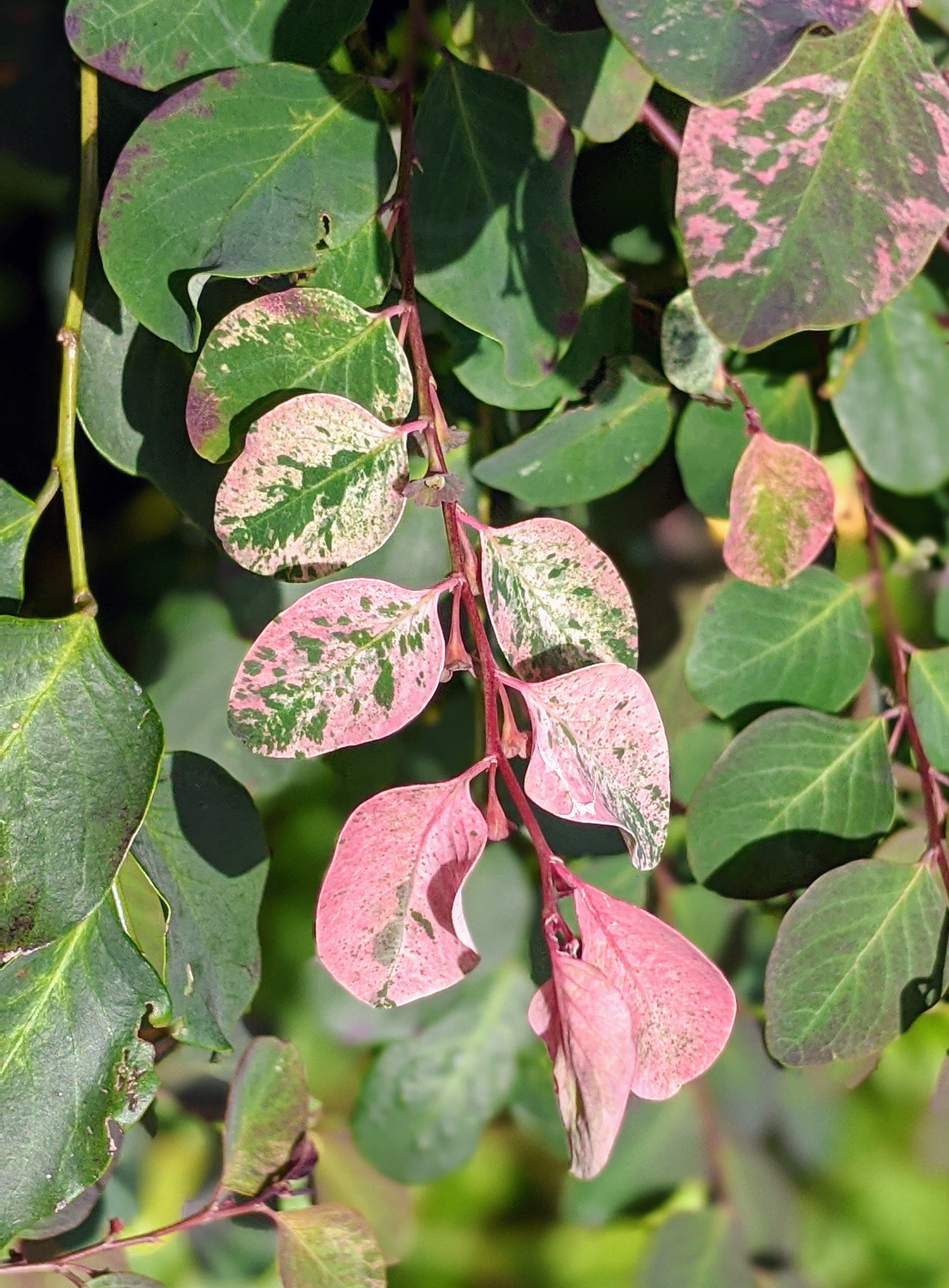 00100lrportrait_00100_burst20200530092749435_cover