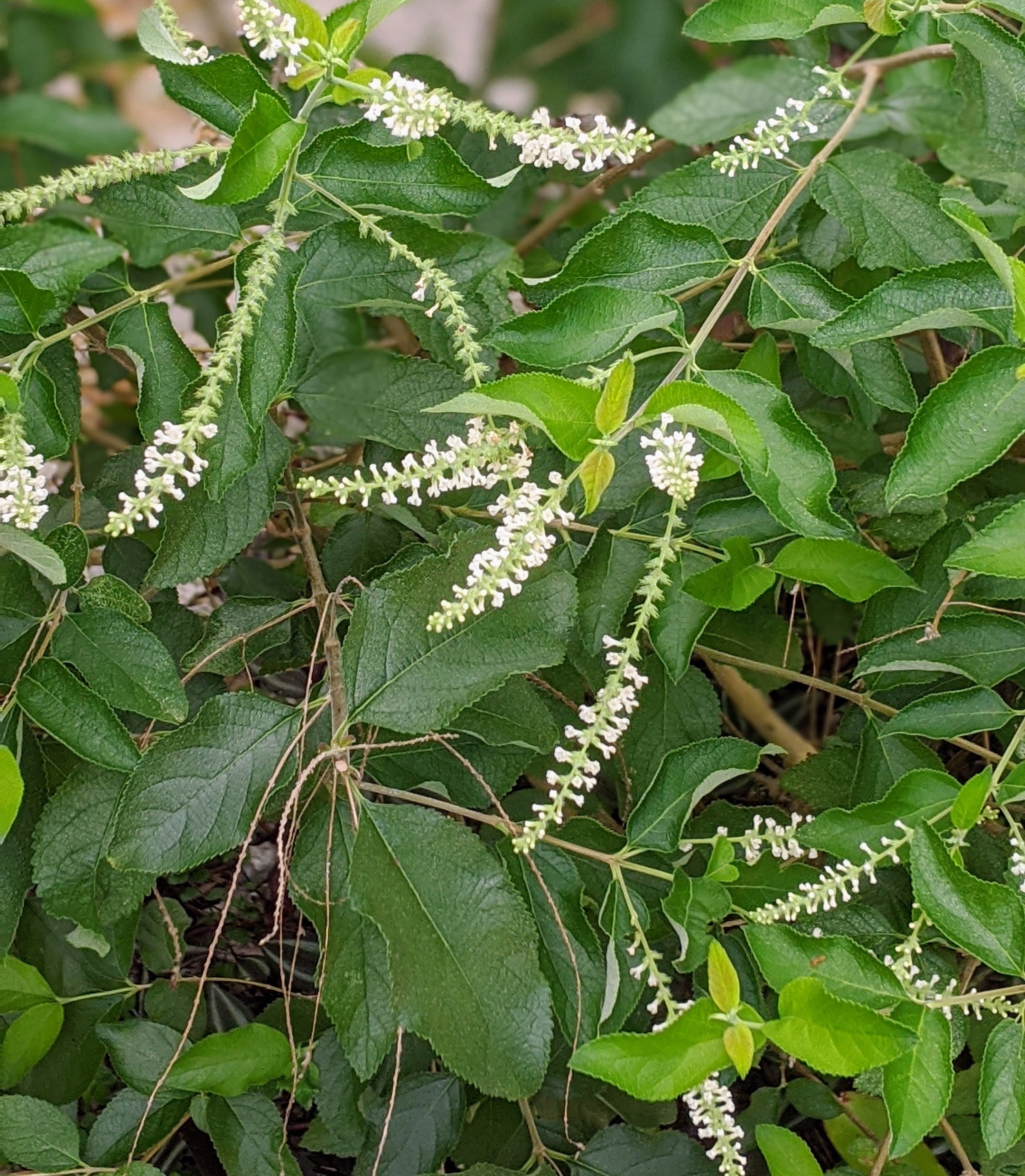 00100lrportrait_00100_burst20200530093425839_cover