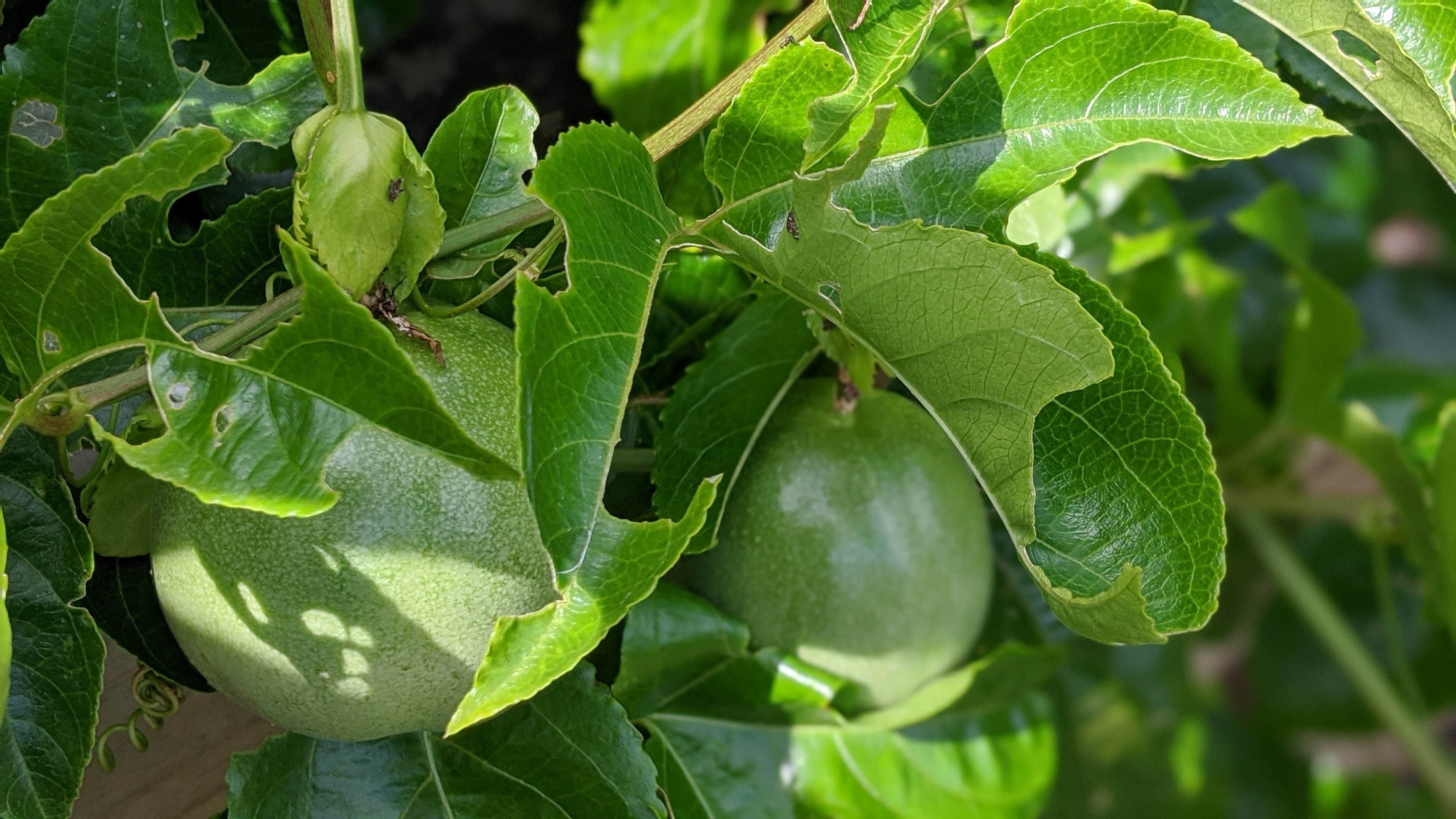 00100lrportrait_00100_burst20200530093458180_cover