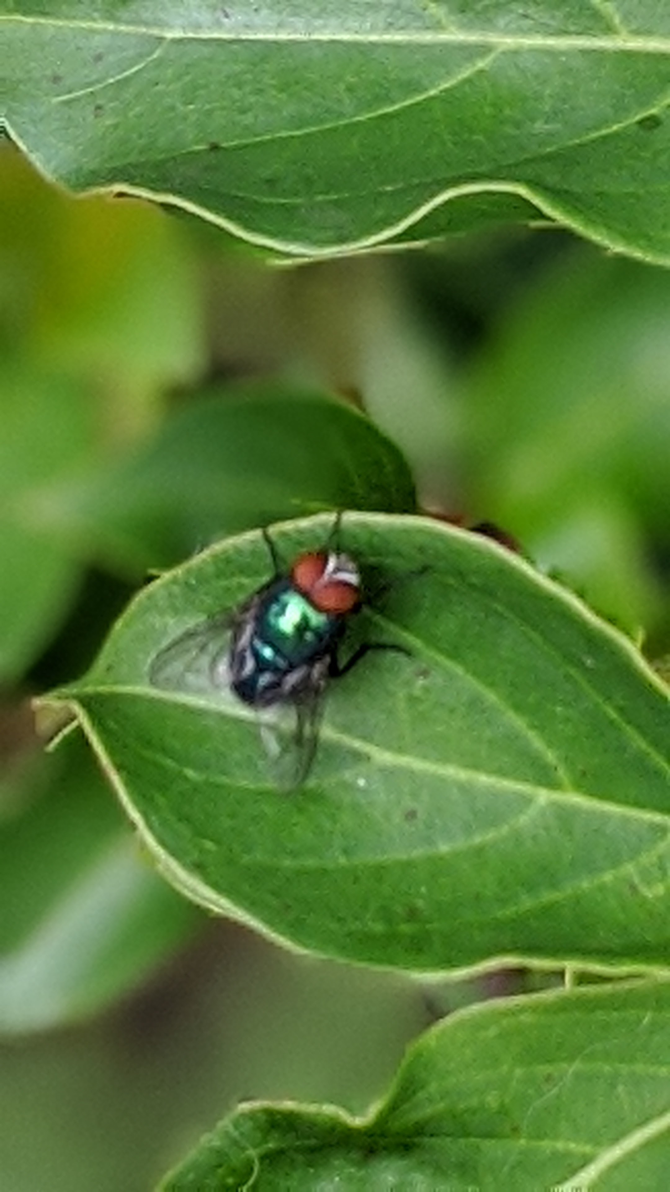 00100lrportrait_00100_burst20200605091025315_cover