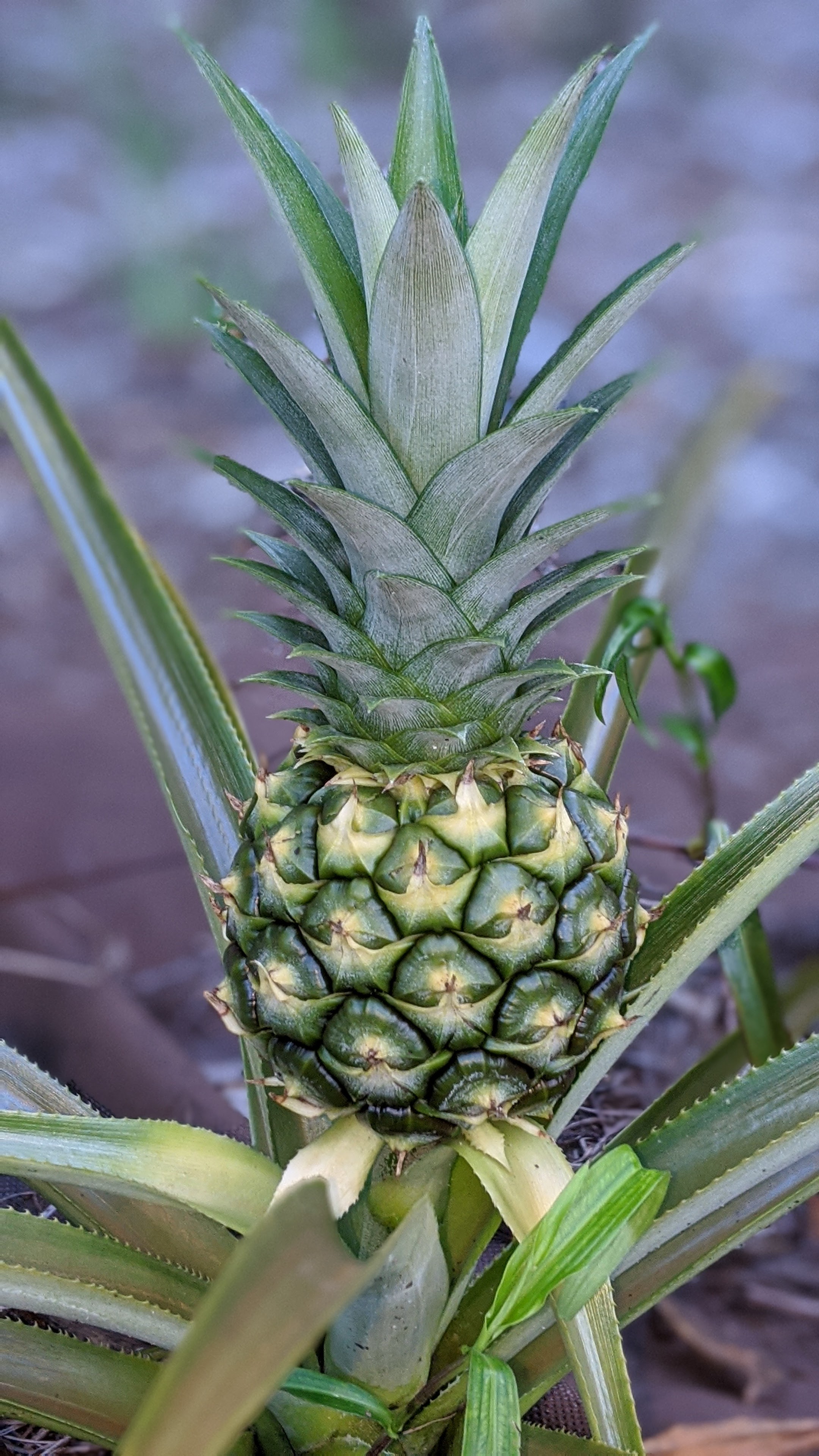 00100lrportrait_00100_burst20200610195946490_cover