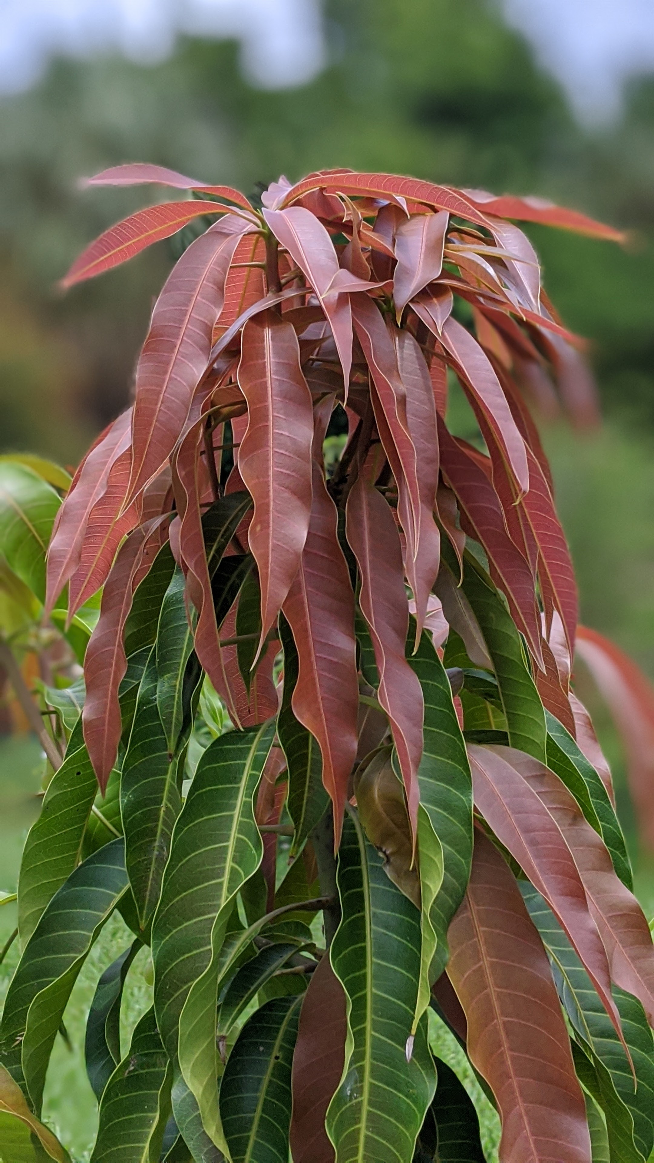 00100lrportrait_00100_burst20200619130250553_cover