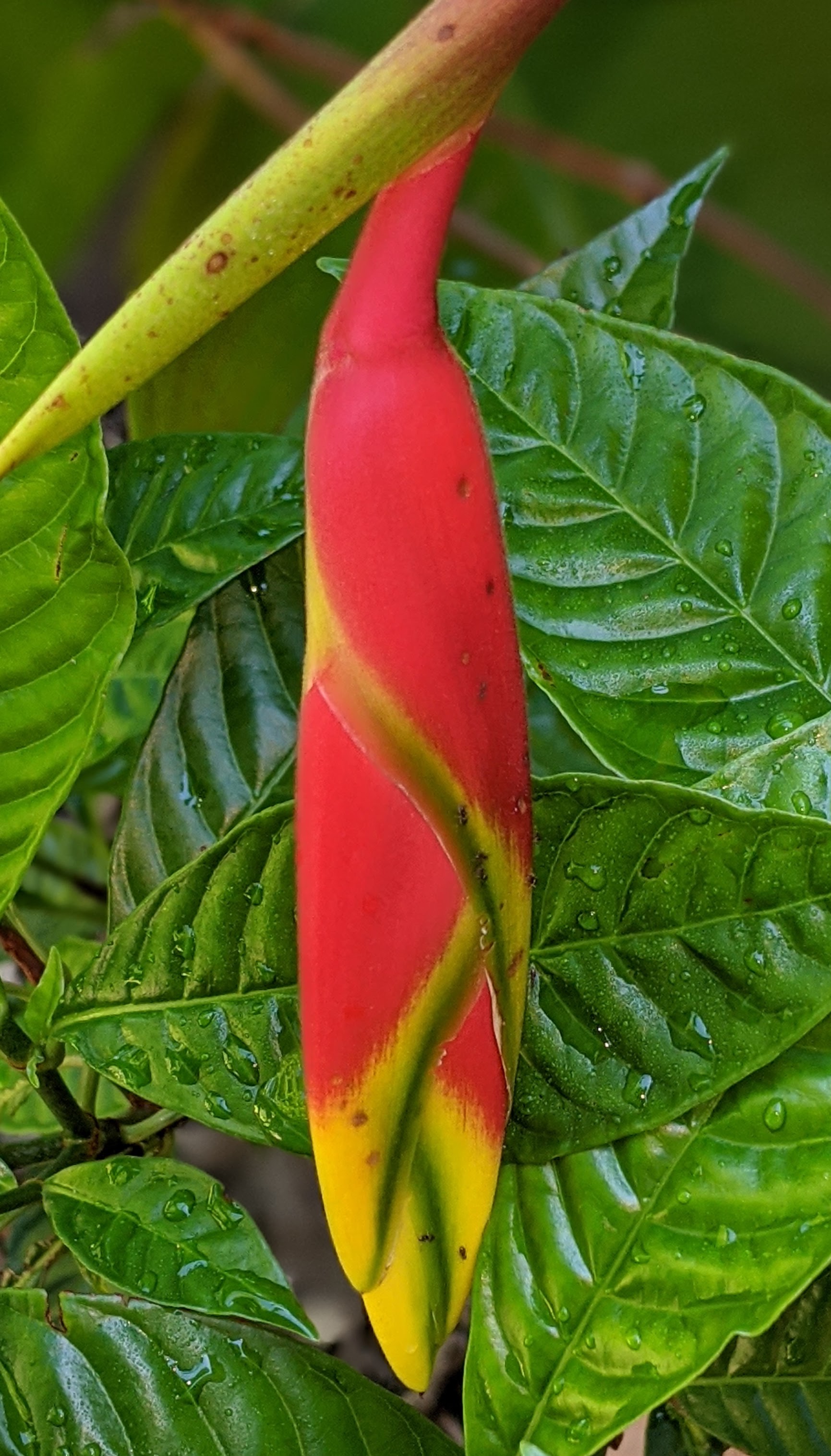 00100lrportrait_00100_burst20200620084122956_cover