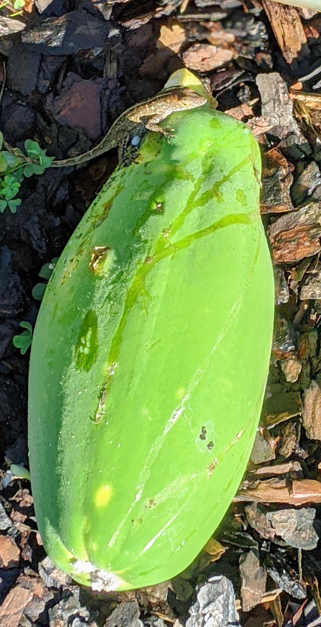 00100lrportrait_00100_burst20200620084218274_cover