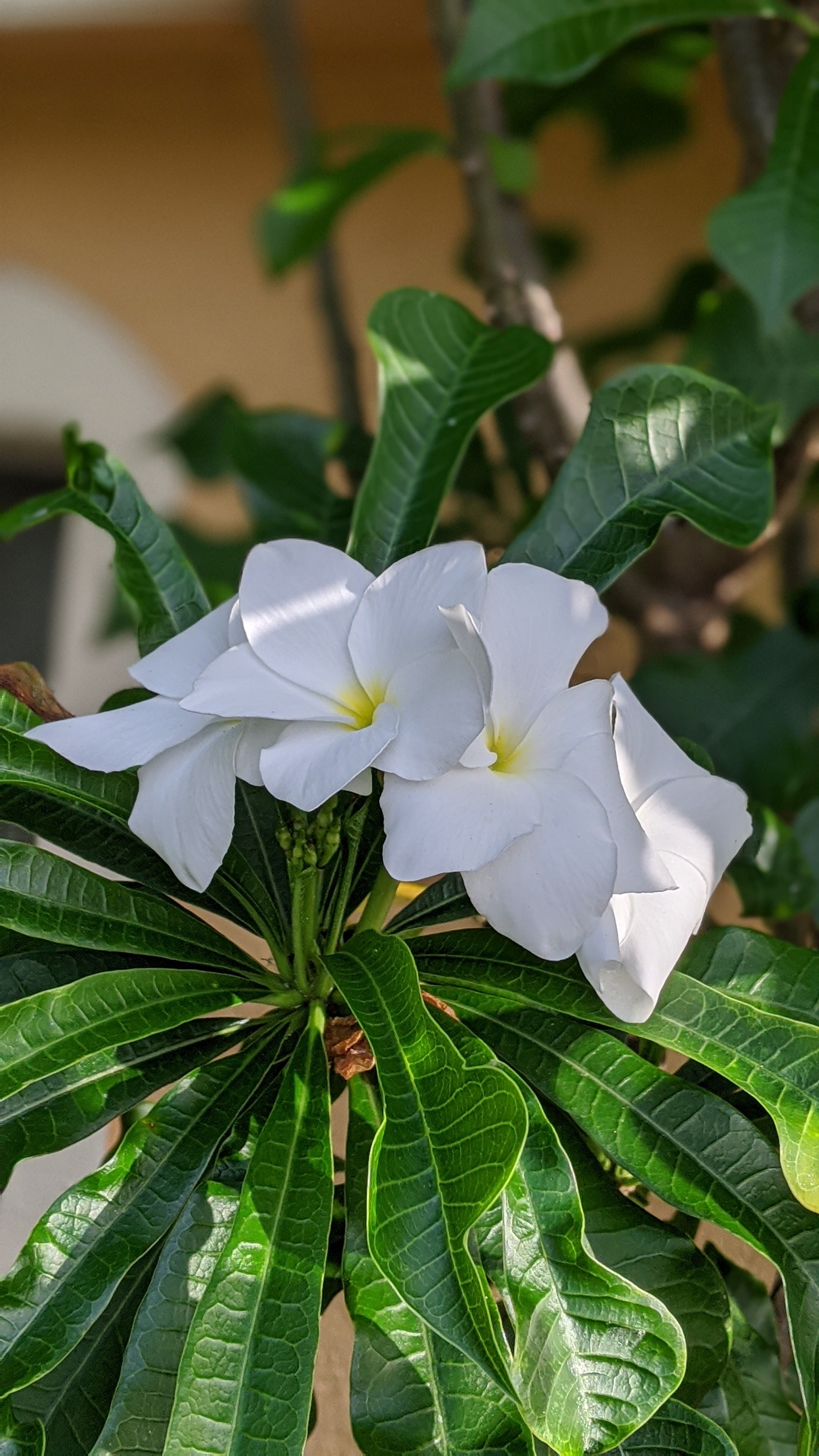 00100lrportrait_00100_burst20200627075228925_cover