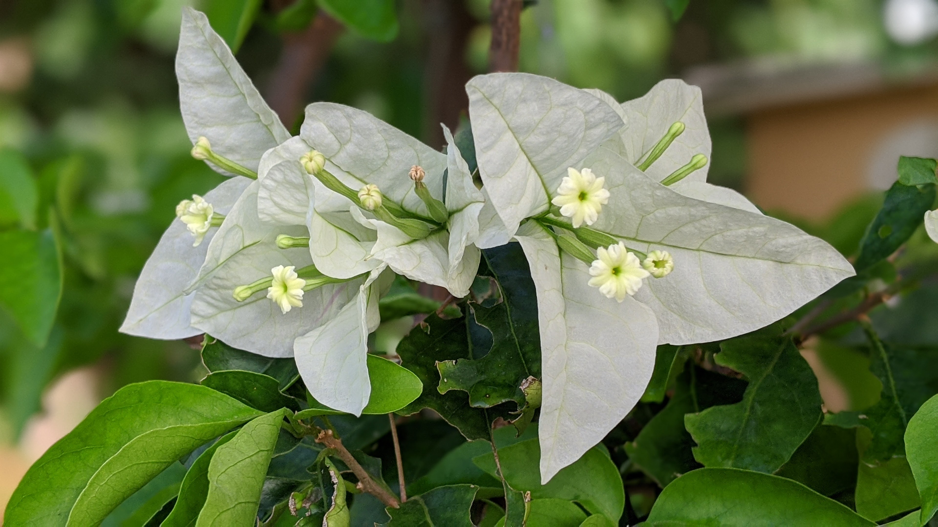 00100lrportrait_00100_burst20200627075516321_cover