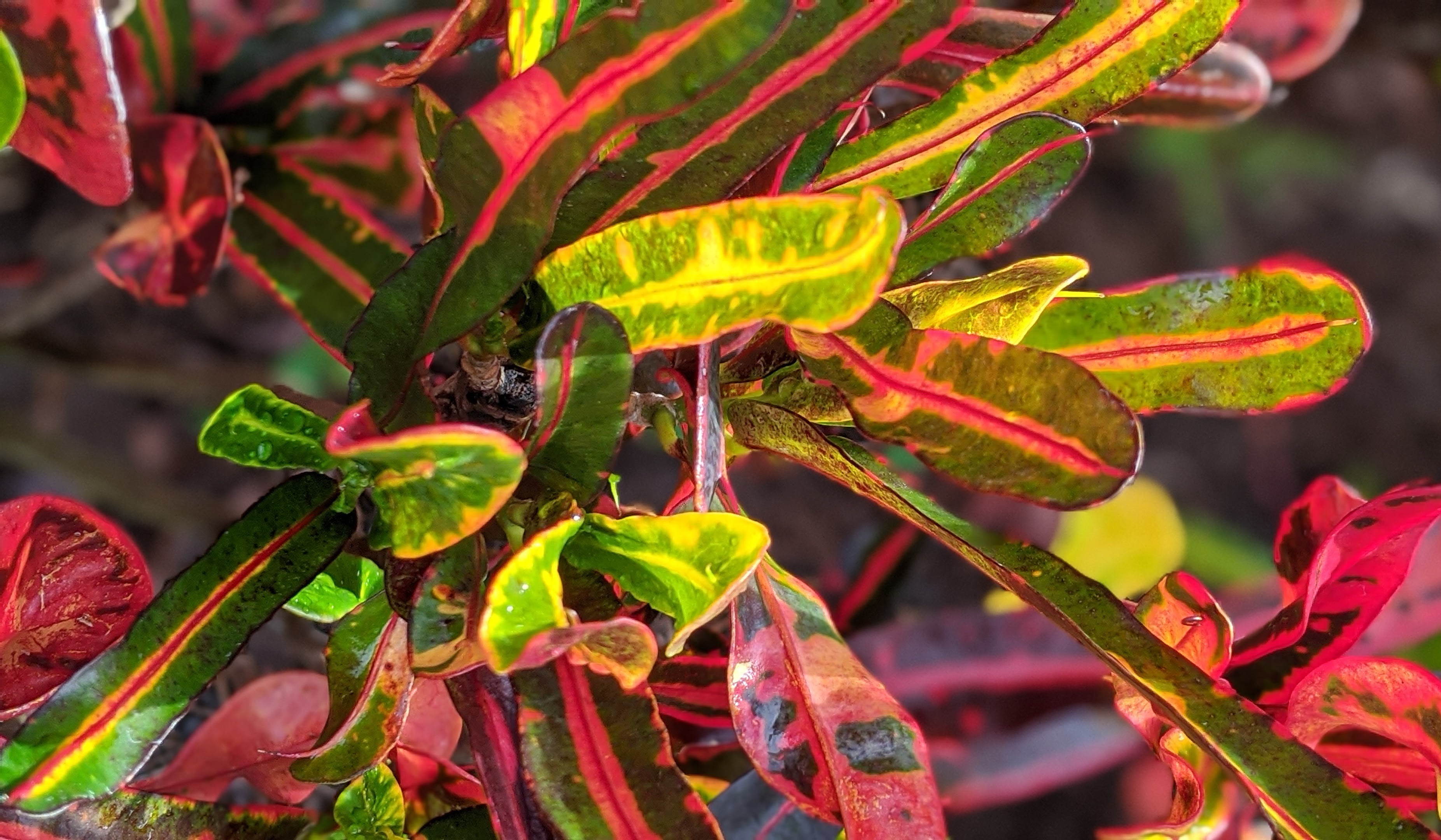 00100lrportrait_00100_burst20200718085757520_cover