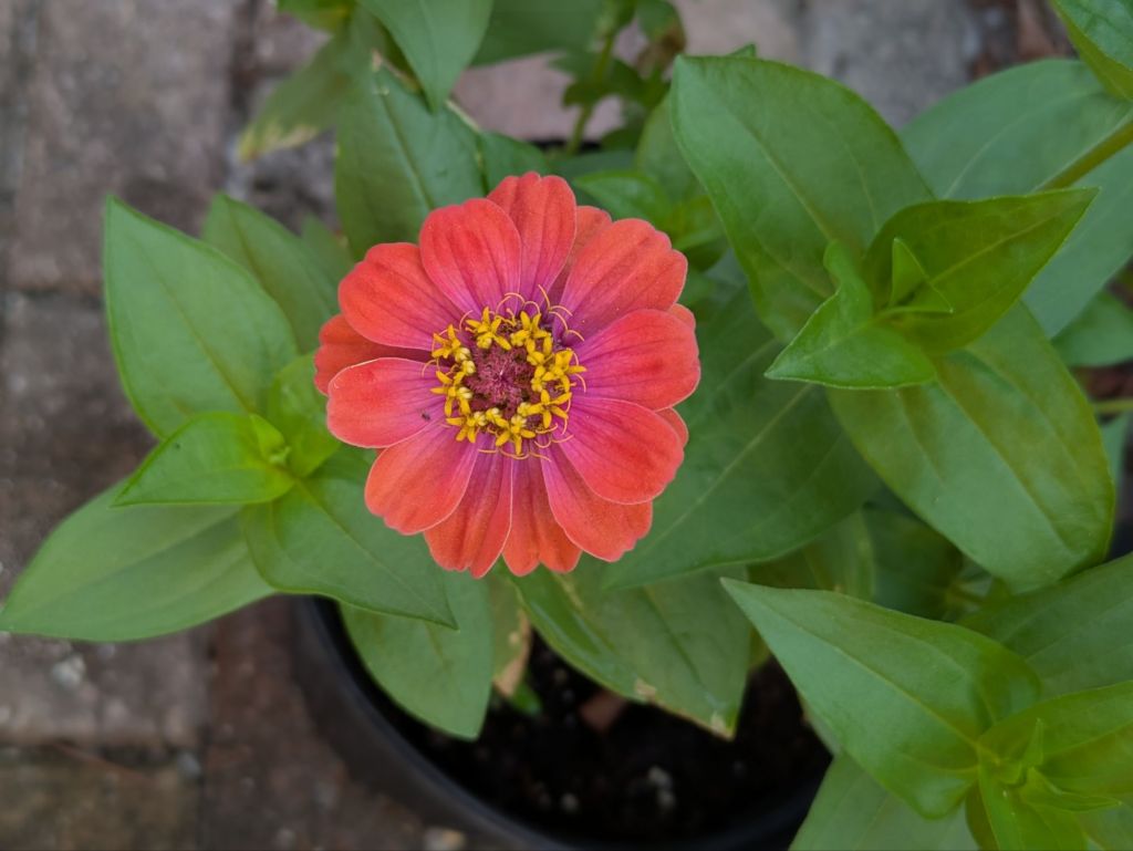 wp-17474935227593934435293451596512