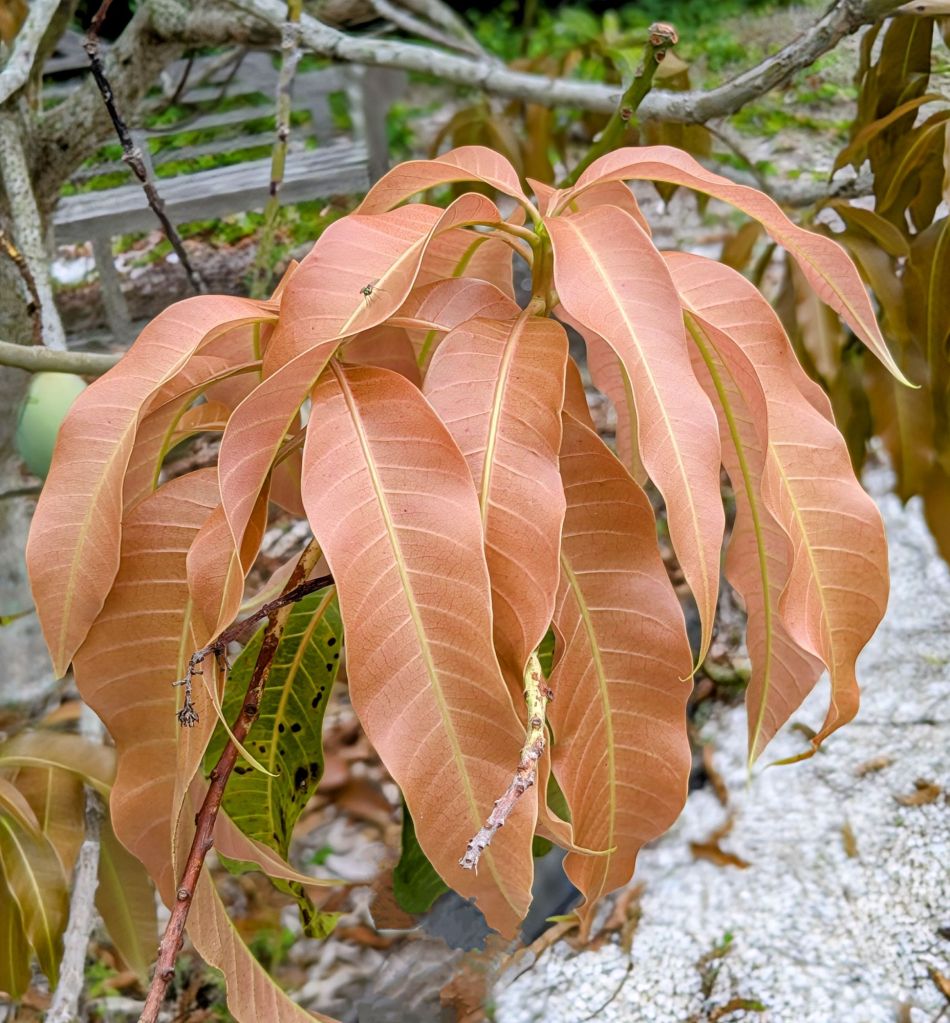 wp-17487017179773229076709994933488